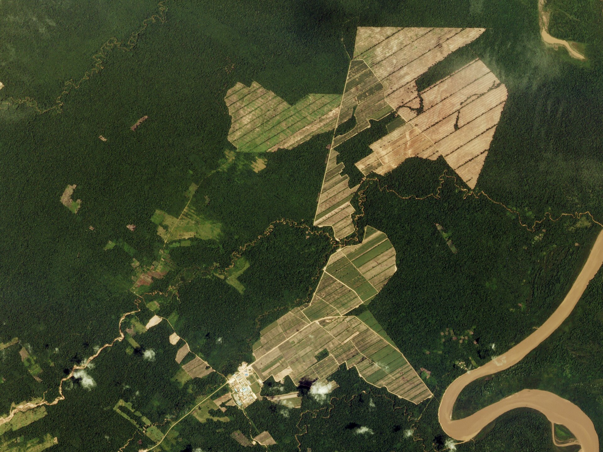 Zdjęcie przedstawia widok z lotu ptaka na tereny uprawy trzciny. Pod uprawę wykarczowane zostały ogromne obszary lasu. Widoczne są podłużne pola trzciny.