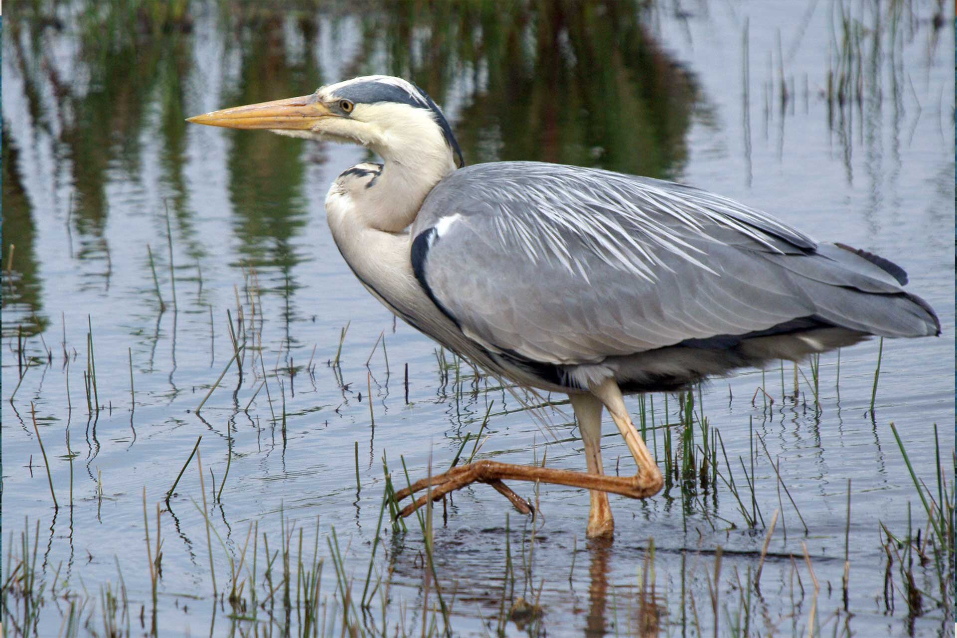 Fotografia przedstawia idącą po mokradle czaplę. Czapla ma średniej długości, spiczasty dziób. Nogi, głowa, skrzydła pokryte szarymi piórami, biała szyja. Ozdobne pióro na potylicy. Końce skrzydeł zaokrąglone. Dziób i nogi żółte. 