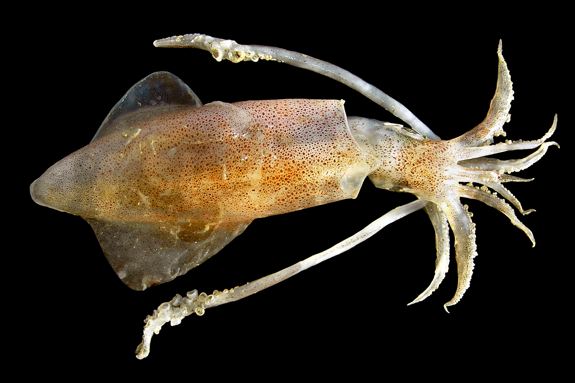 Fotografia przedstawia jasną, brązowo cętkowaną kałamarnicę na czarnym tle. Widoczna jest duża, owalna głowa i osiem krótkich ramion z przyssawkami. Na dwóch, długich ramionach przyssawki są większe i mają chitynowe haczyki.