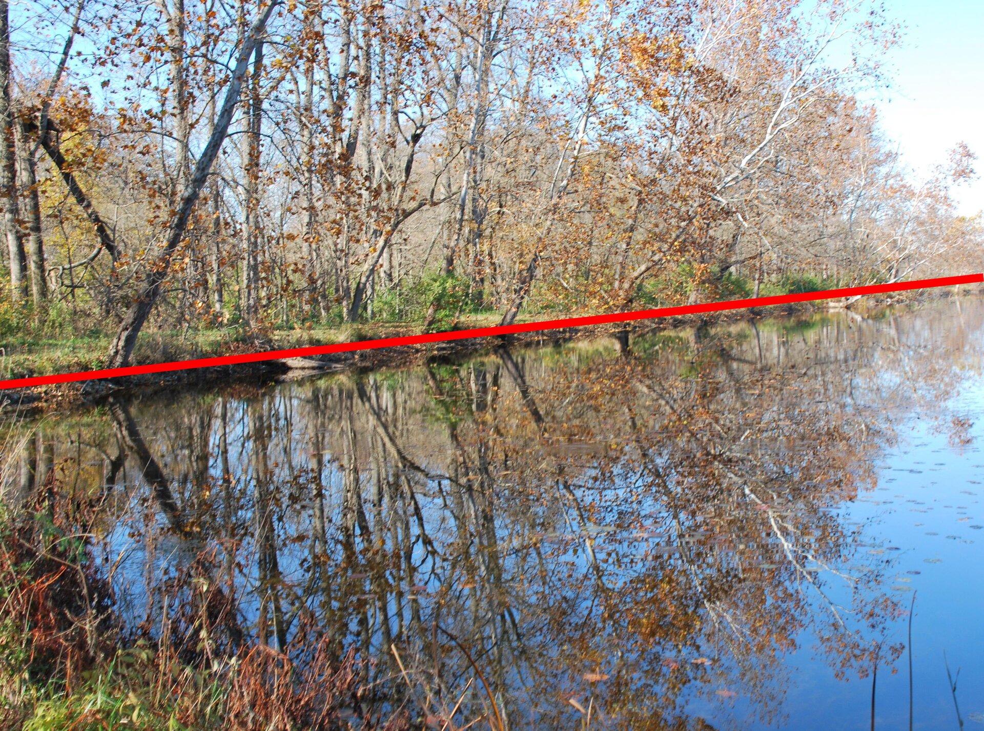 Zdjęcie drzew rosnących wzdłuż brzegu rzeki i odbicie tych drzew w wodzie z poprowadzoną osią symetrii.