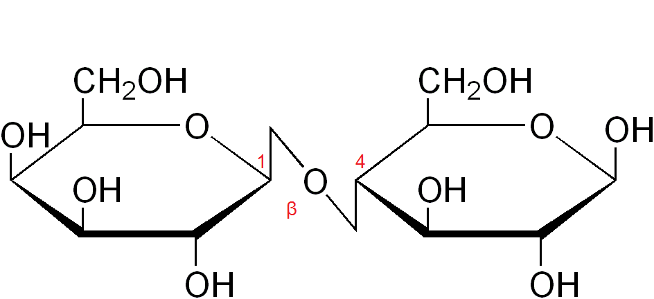 Ilustracja przedstawiająca strukturę alfa‑laktozy, która jest dwucukrem zbudowanym z dwóch monosacharydów D‑galaktozy oraz D‑glukozy, które łączy wiązanie beta‑1,4-O-glikozydowe. Strukturę stanowi sześcioczłonowy pierścień galaktozy, w którym pierwszy lokant stanowi atom węgla C1 związany z atomem tlenu wbudowanym w tenże pierścień. Węgiel C5 zamyka pierścień i łączy się ze wspomnianym atomem tlenu oraz węglem C6, niewbudowanym w pierścień. Od węgla C1 odchodzi w górę wiązanie łączące go z atomem tlenu, który to łączy się z węglem C4 drugiego pierścienia D‑glukozy. Od węgli C2 odchodzi w dół grupa hydroksylowa, zaś od węgli C3 oraz C4 grupy hydroksylowe odchodzą do góry. Od węgla C5 odchodzi do góry wiązanie łączące go z węglem C6, który to jest związany z grupą hydroksylową. Drugi pierścień stanowi cząsteczka D‑glukozy, którą buduje sześcioczłonowy pierścień utworzony przez atomy węgla C1, C2, C3, C4 oraz C5, a także atom tlenu połączony z węglami o lokancie pierwszym i piątym. Od węgli C1 oraz C2 odchodzą w dół grupy hydroksylowe, od węgla C3 grupa hydroksylowa odchodzi w górę. Węgiel C4 łączy się w dół z atomem tlenu łączącym go z węglem C1 pierwszego pierścienia. Od węgla C5 do góry odchodzi grupa C H indeks dolny, dwa, koniec indeksu dolnego, O H. 