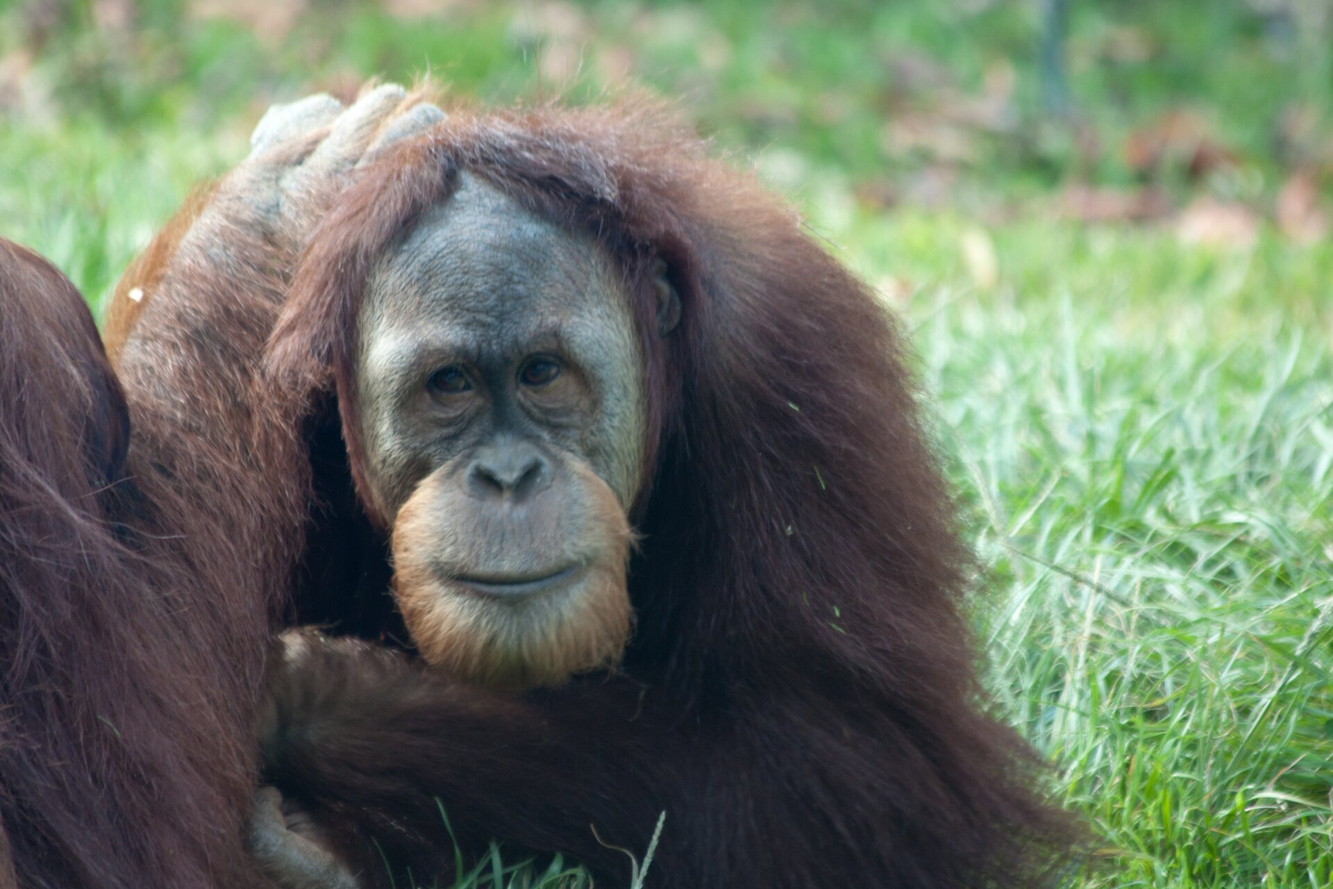 Zdjęcie przedstawia orangutana o brązowym futrze siedzącego wśród trawy. Posiada on ciemne oczy, płaski nos i podłużną twarz z owłosieniem wokół nosa i ust.