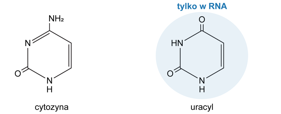 Ilustracja przedstawia azotowe zasady. Widoczne są dwa pięciokątne pierścienie. Pod jednym znajduje się napis cytozyna, a pod drugim uracyl. W cytozynie widoczny jest jest jeden atom tlenu, a w uracylu, który jest tylko w RNA, widoczne są dwa atomy tlenu. Wzór sumaryczny cytozyny C indeks dolny 4 H indeks dolny 5 N indeks dolny 3 O. Wzór sumaryczny C indeks dolny 4 H indeks dolny 4 N indeks dolny 2 O indeks dolny 2.