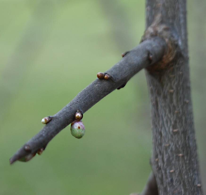 Grafika przedstawia cierń śliwy tarniny. Jest on prosty, podłużny z kulistymi wypustkami. 