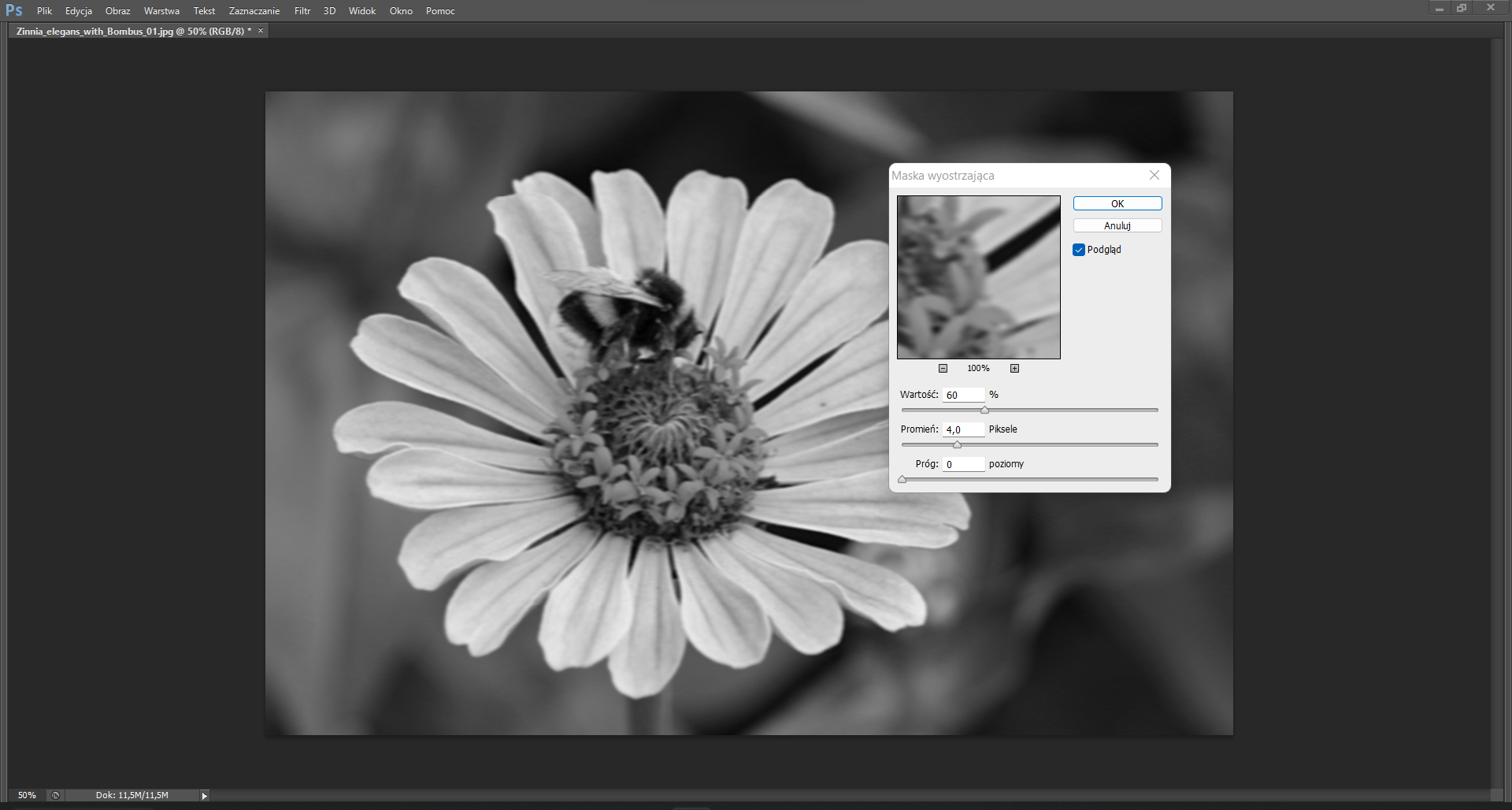 Ilustracja przedstawia otwarty program do edycji zdjęć Photoshop. W oknie programu znajduje się czarno‑białe zdjęcie przedstawiające kwiat o podłużnych, jasnych płatkach. We wnętrzu kwiatu siedzi duży trzmiel o paskowanym odwłoku. Obok niego otwarte jest okno dialogowe maska wyostrzająca. Przyjęte w oknie ustawienia: wartość 60%, promień 4,0 piksele, próg 0 poziomy oraz zaznaczona opcja podgląd. Na prawym boku okna znajdują się przyciski: ok, anuluj.