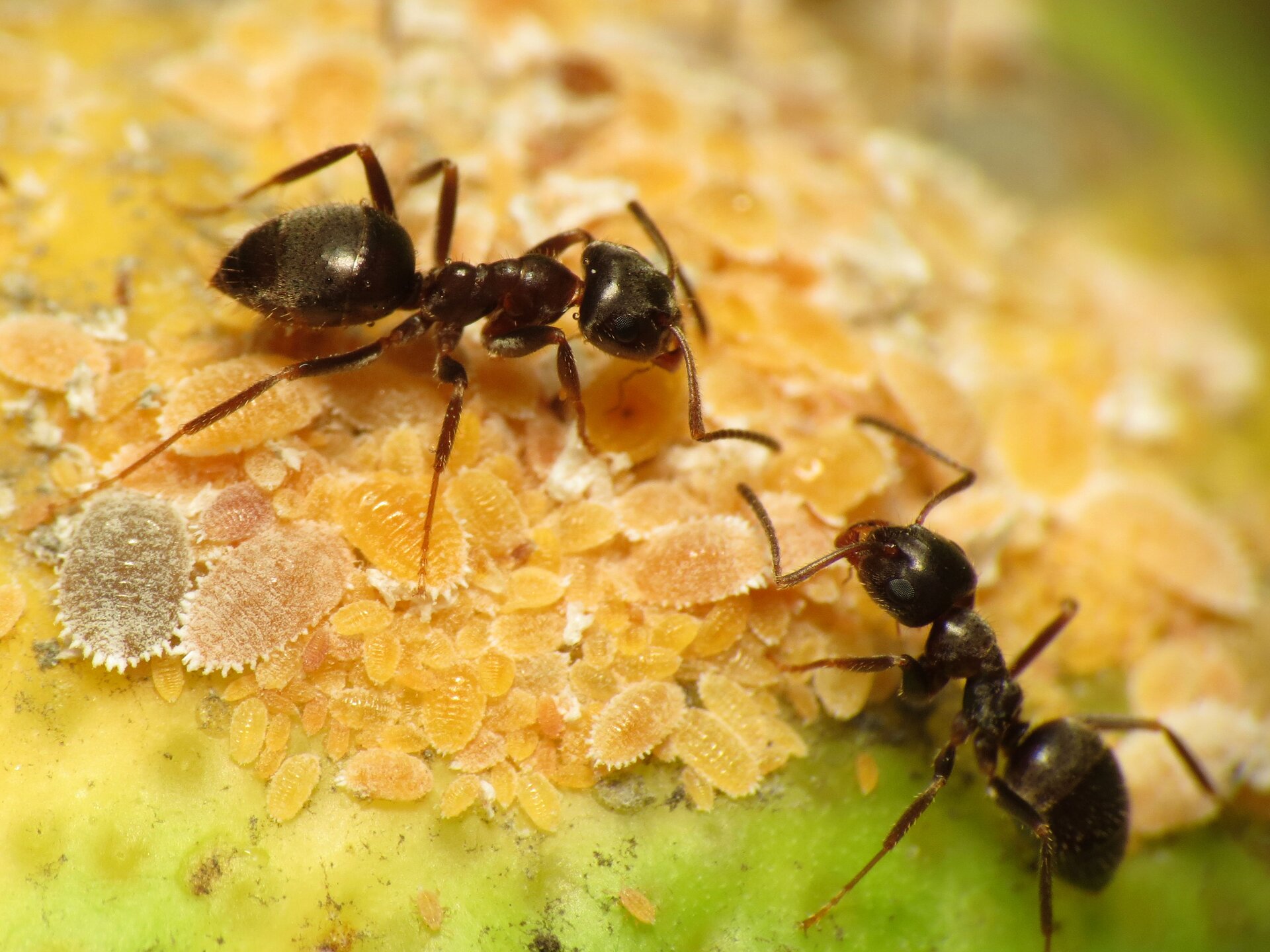 Fotografia dwóch mrówek. Mrówki stoją ustawione głowami do siebie. Ciała owadów są czarne. Głowa jest duża, tułów krótki, ale długi, za nim znajduje się odwłok, większy od głowy. Mrówki opierają się na cienkich odnóżach.