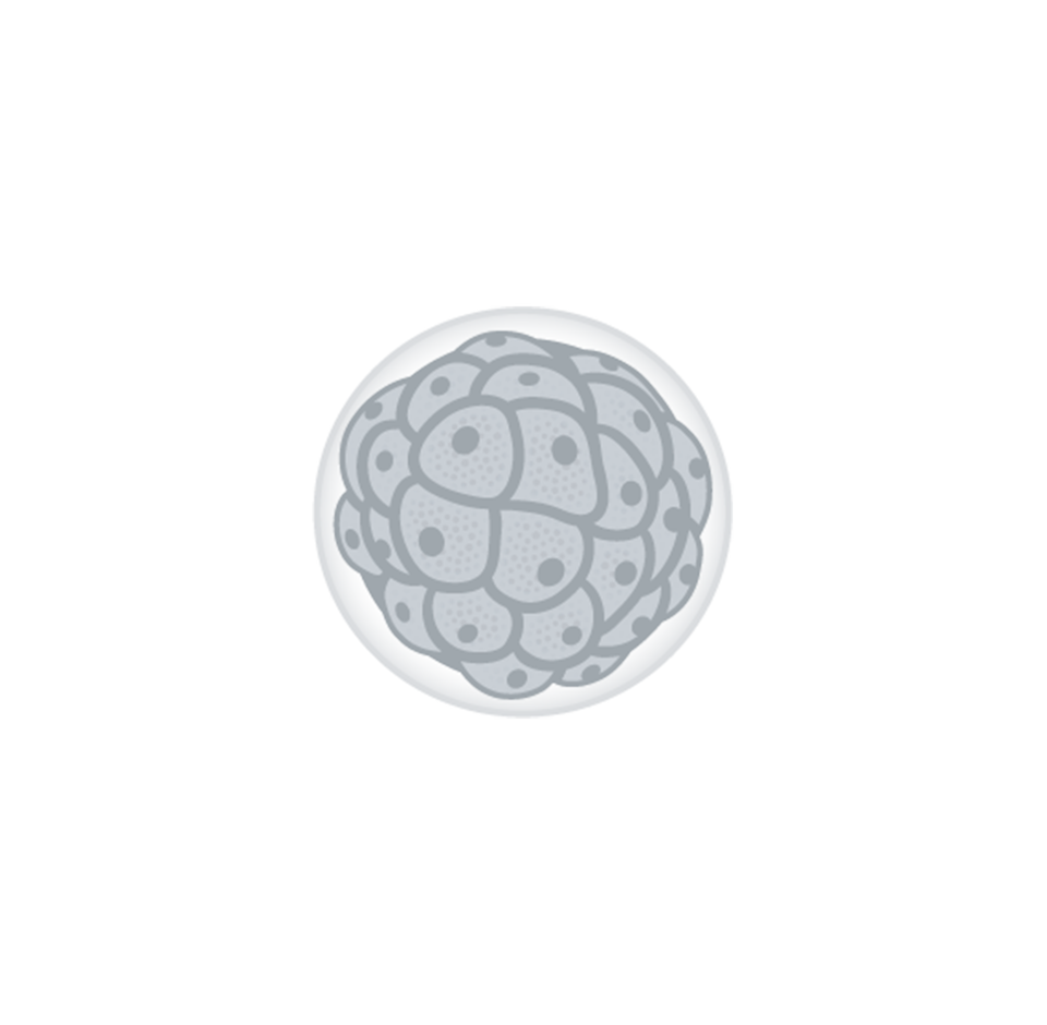 Rysunek przedstawia komórkę w trakcie podziału na bardzo wiele komórek, które stanowią zlepek. Otoczona jest błoną. Widocznych jest bardzo wiele jąder komórek. 