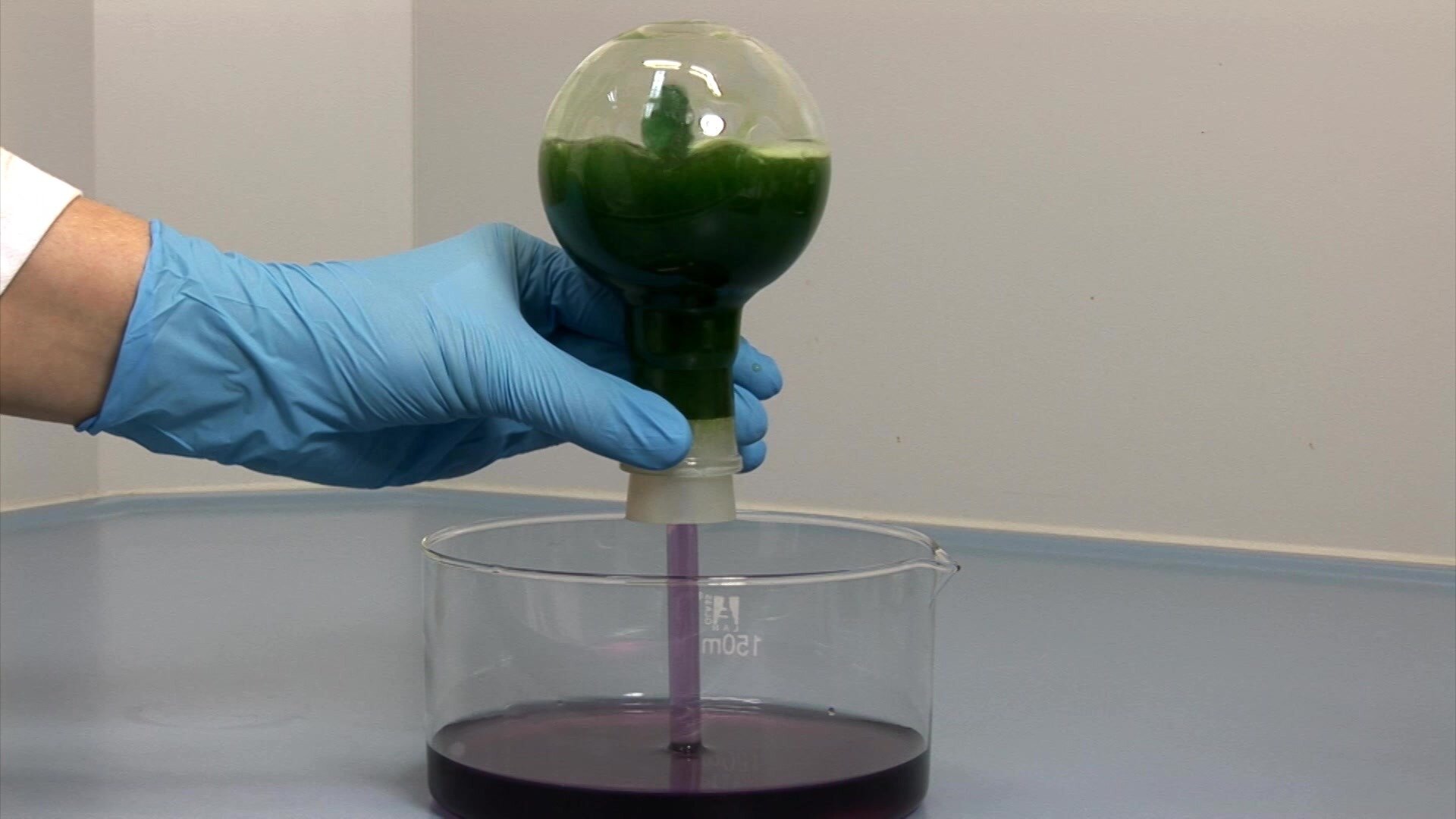 Zdjęcie przedstawia krystalizator wypełniony wywarem z czerwonej kapusty. Laborant trzyma zakorkowaną kolbę z amoniakiem. Z kolby wystaje szklana rurka, którą laborant umieszcza w roztworze wywaru z czerwonej kapusty. W kolbie widać początek powstawania fontanny amoniakalnej oraz zmianę barwy wskaźnika na zieloną.