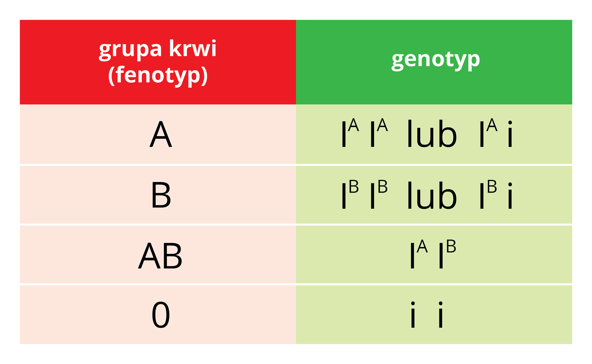 Ilustracja przestawia schematycznie dziedziczenie grupy krwi u człowieka. Z lewej kolumna czerwona, tytuł grupa krwi (fenotyp). Z prawej kolumna zielona tytuł genotyp. Pierwszy wiersz grupa A, genotypy to homozygota dominująca lub heterozygota. Drugi wiersz grupa B, genotypy homozygota dominująca lub heterozygota. Trzeci wiersz grupa AB, genotyp homozygota dominująca. Czwarty wiersz grupa 0, genotyp recesywny homozygota recesywna.
