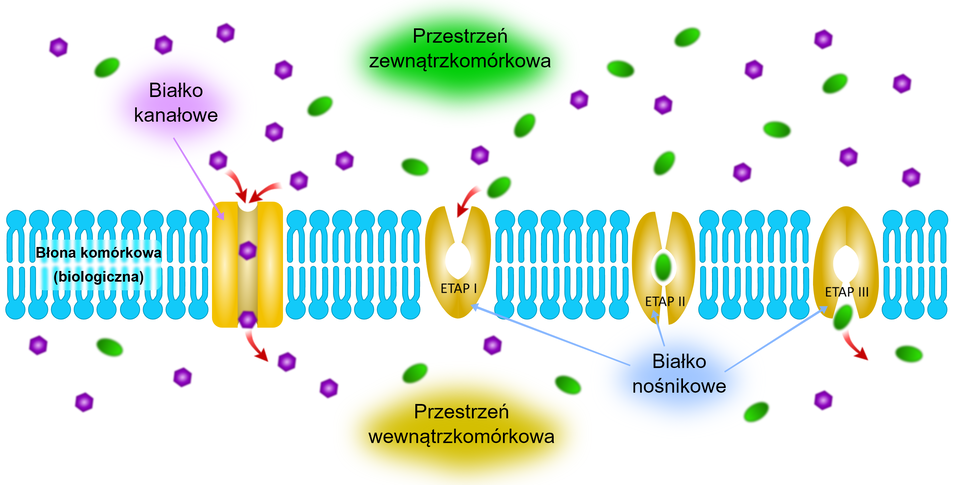 Rysunek przedstawia proces dyfuzji ułatwionej zachodzącej przy udziale białek pomocniczych: kanałowych lub nośnikowych. Na początku ukazany jest proces dyfuzji ułatwionej odbywający się za pomocą białka kanałowego. Dwie substancje znajdujące się w przestrzeni zewnątrzkomórkowej trafiają do pionowego, wydłużonego białka kanałowego znajdującego się pomiędzy dwoma warstwami ułożonych pionowo fosfolipidów, które zbudowane są z dwóch pałeczkowatych struktur zakończonych kulistą strukturą. W ten sposób substancje trafiają do przestrzeni wewnątrzkomórkowej. Drugi proces dyfuzji ułatwionej odbywa się za pomocą białka nośnikowego znajdującego się pomiędzy dwoma warstwami ułożonych pionowo fosfolipidów. Białko nośnikowe przypomina kształtem pękniętą, owalną łupinę, do której w pierwszym etapie wpływa substancja z przestrzeni zewnątrzkomórkowej. W drugim etapie substancja zamykana jest przez białko nośnikowe, a następnie, w trzecim etapie białko nośnikowe otwiera się i substancja trafia bezpośrednio do przestrzeni wewnątrzkomórkowej.
