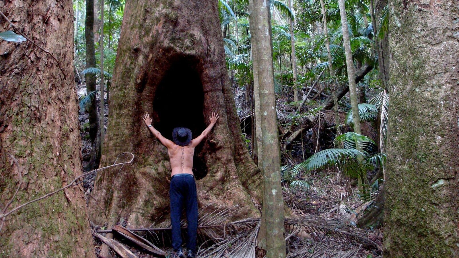 Na ilustracji widoczny jest las tropikalny. W pierwszym planie rosną trzy olbrzymie drzewa. Środkowe z nich posiada otwór u podstawy, który może pomieścić mężczyznę, który się o nie opiera.

