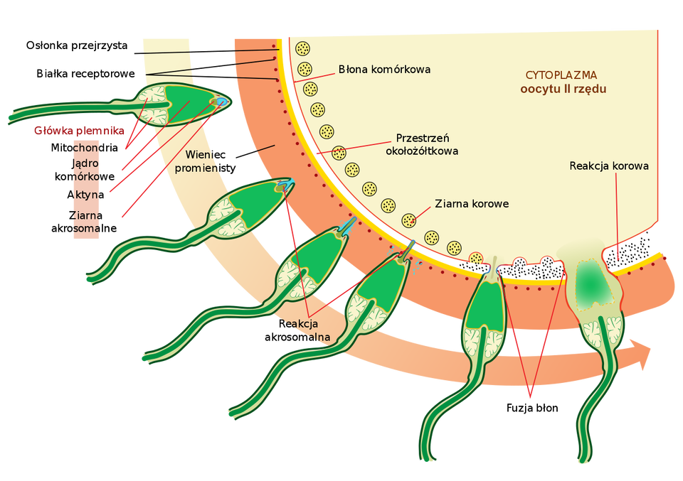 Ilustracja przedstawia etapy reakcji akrosomalnej i korowej. Ukazana jest komórka jajowa, w którą etapami wnika plemnik. Komórka jajowa otoczona jest wieńcem promienistym, w którym znajdują się białka receptorowe. Kolejną warstwą, patrząc do wewnątrz, są osłonki przejrzyste (czyli błona żółtkowa), następną przestrzeń okołożółtkowa i błona komórkowa. W komórce jajowej znajdują się w cytoplazmie liczne ziarna komórkowe. Do komórki jajowej zbliża się plemnik, Jest on zbudowany z główki (w której znajdują się ziarna aksonowe, aktyna, jądro komórkowe i mitochondria) oraz witki. Na początku plemnik wnika w wieniec promienisty, w tym momencie rozpoczyna się reakcja akrosomalna, bowiem uwalniają się z główki plemnika ziarna akrosomowe. Następnie plemnik przenika przez osłonkę przejrzystą do przestrzeni okołożółtkowej. Tam dochodzi do fuzji błon i reakcji komorowej. Podczas reakcji akrosomalnej plemnik uwalnia z akrosomu enzymy trawiące.