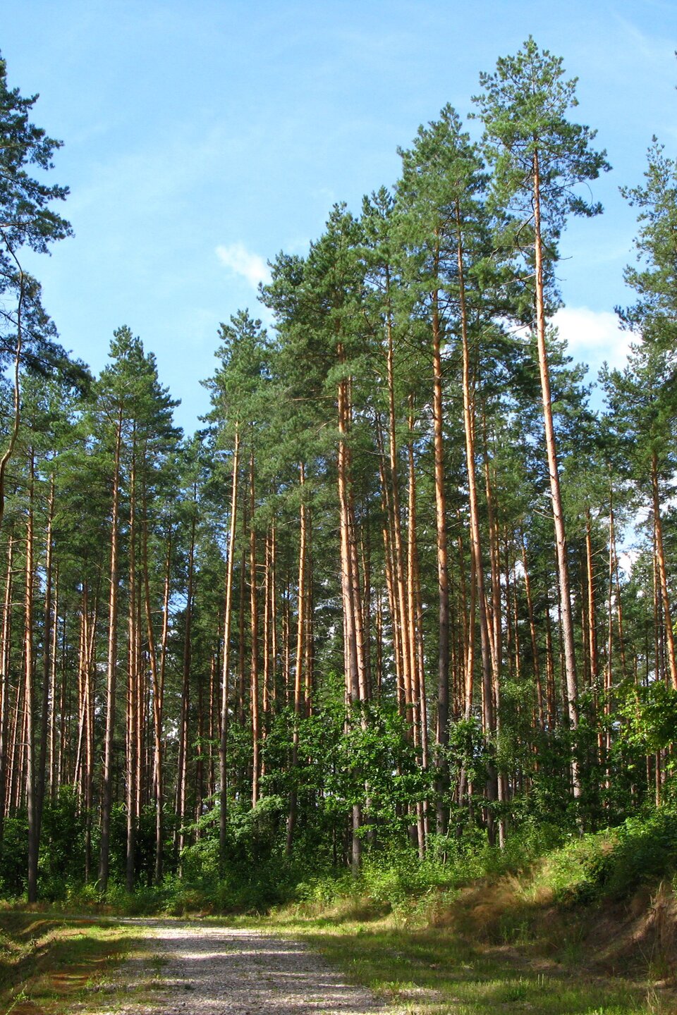 Grafika przedstawia sosny zwyczajne. Rosną one w dużym, gęstym skupisku. Ich pnie są niemal całkiem nagie aż do czubka, którego korona jest gęsta i równomiernie rozwinięta. 