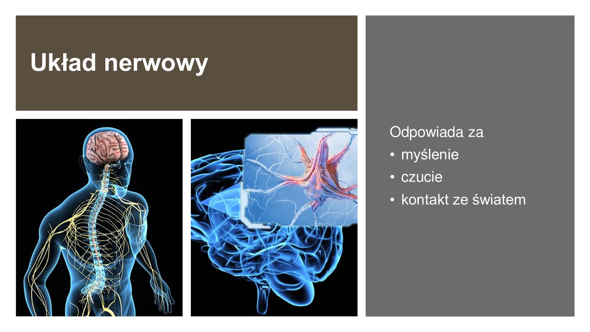 Slajd podzielony na cztery prostokąty. W lewym górnym rogu brązowy z białym napisem: „Układ nerwowy”. Poniżej dwa prostokąty, które przedstawiają sylwetką człowieka z zaznaczonymi nerwami oraz mózg. Z prawej strony szary prostokąt z białymi napisami: „Odpowiada za: myślenie, czucie, kontakt ze światem”.