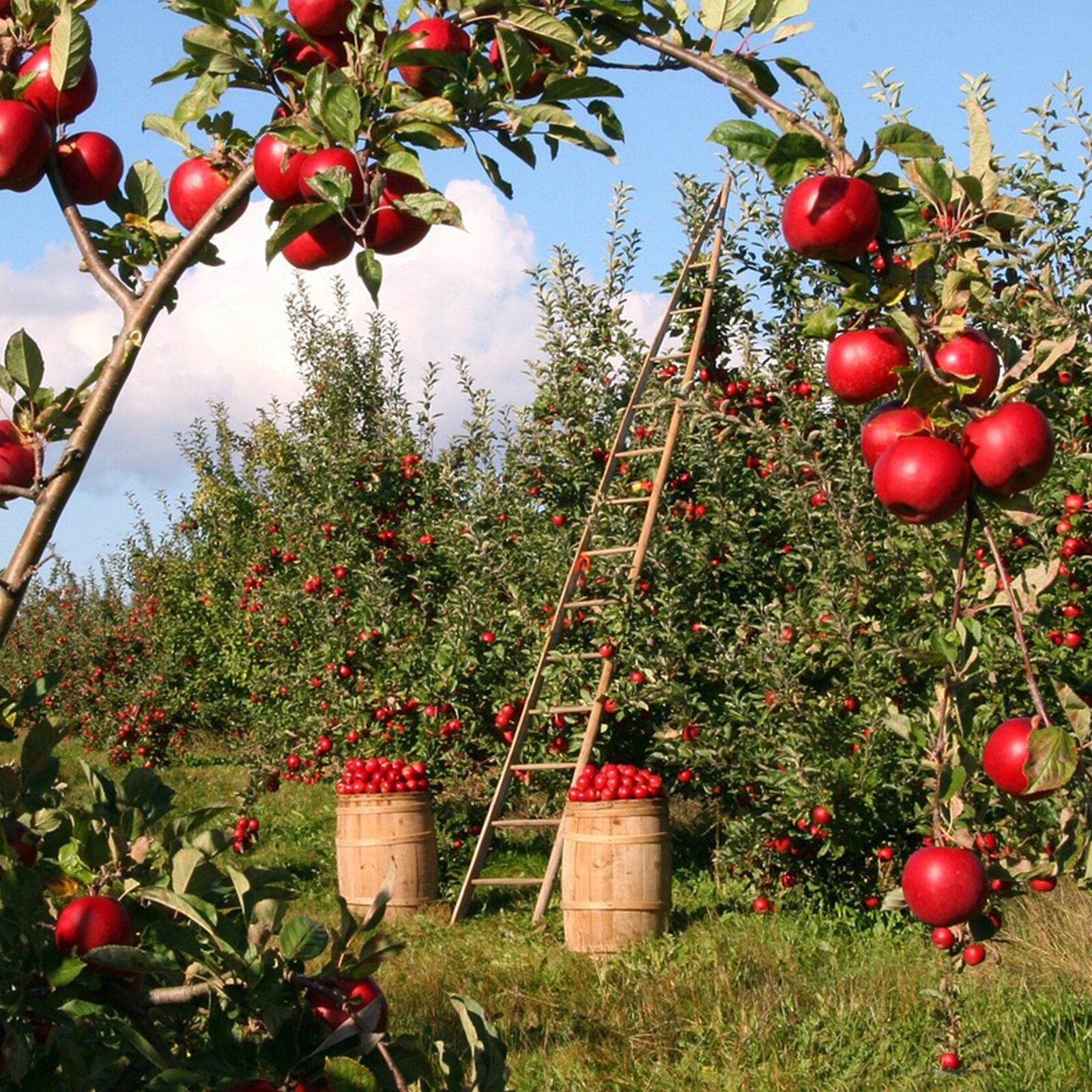 Na zdjęciu widoczny jest sad. Na drzewach rosną czerwone jabłka. Przy jednym drzewie stoi drabina. Na trawie leżą dwie beczki wypełnione jabłkami. 