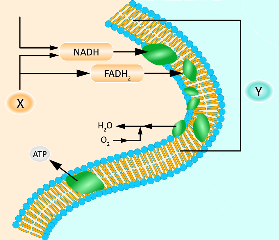 Na grafice zaznaczono kolejne miejsca oddychania tlenowego. Podczas reakcji wytwarzane jest NADH (dinukleotyd nikotynoamidoadeninowy) i FADH2 (dinukleotyd flawinoadeninowy) które są transportowane do wewnętrznej błony mitochondrium. Oznacza to, że etapem oddychania tlenowego przedstawionego literą X jest Cykl Krebsa. Na grafice oprócz wzorów chemicznych i cząsteczek oznaczono również błonę komórkową.