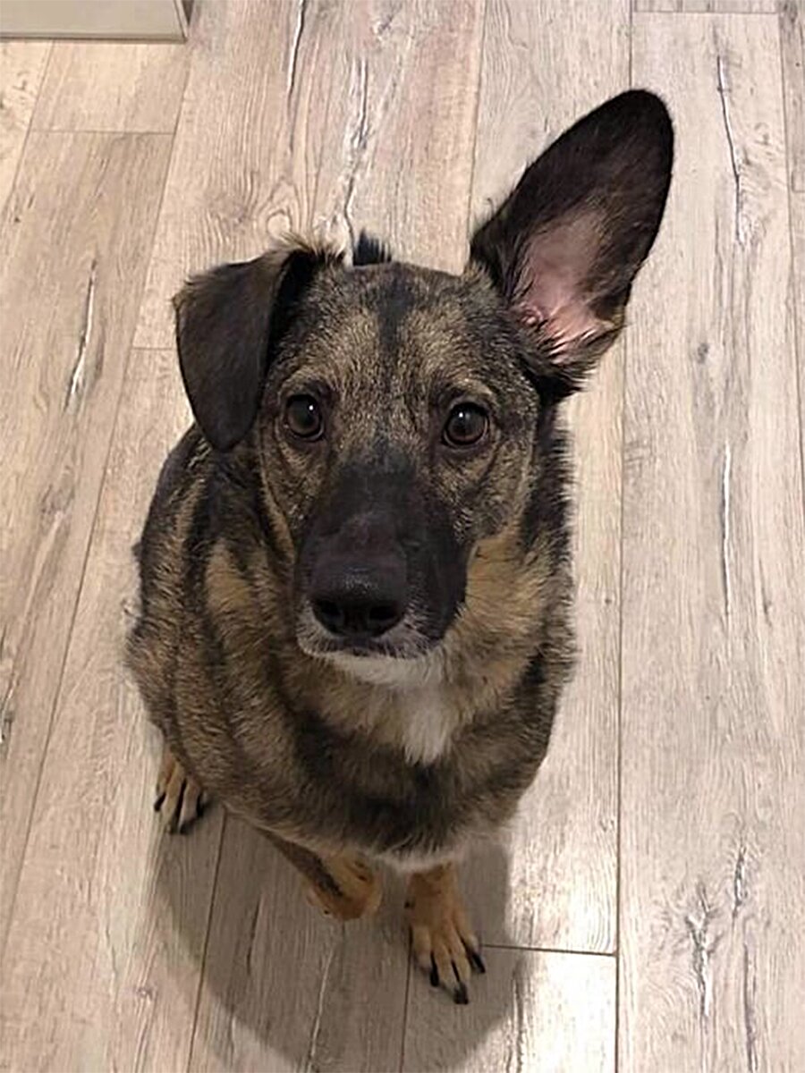 Zdjęcie przedstawia burego kundelka ze śmiesznie sterczącym uchem.