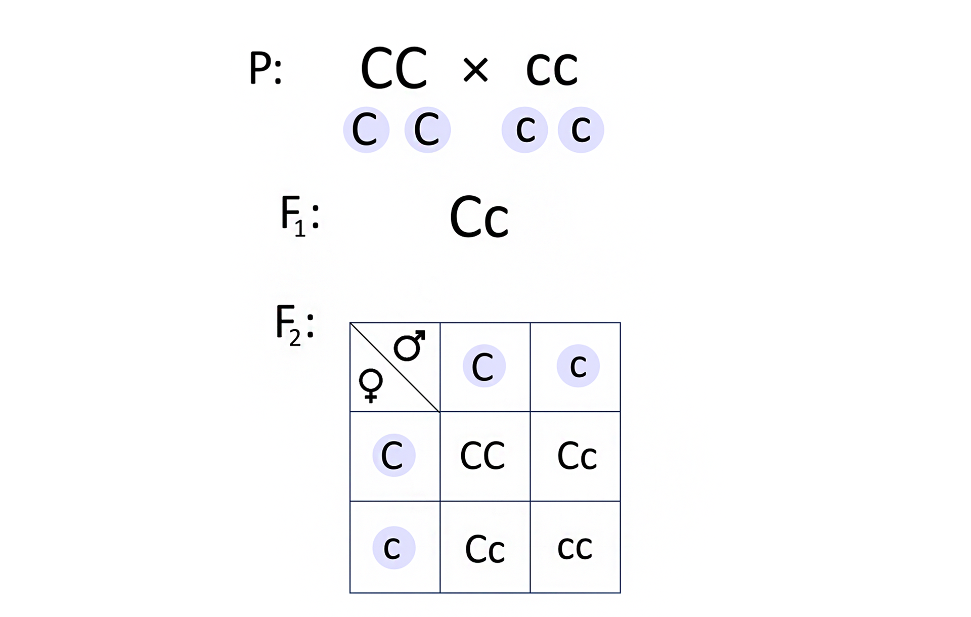 Ilustracja przedstawia krzyżówkę dwóch osobników. W pokoleniu rodziców są genotypy CC zapisany dużymi literami oraz cc zapisany małymi literami. Pod ich zapisem są odpowiednio gamety C, C pisane dużymi literami oraz c, c pisane małymi literami. Genotyp w pokoleniu F1 to duże C małe c. Genotypy w pokoleniu F2 ukazano za pomocą szachownicy. W kolumnach są gamety duże C oraz małe c, w poziomych rzędach duże C oraz małe c. Z połączenia męskiej gamety pisanej przez duże C z żeńską pisaną przez duże C powstaje genotyp CC (pisane dużymi literami); z połączenia męskiej gamety pisanej małą literą c z żeńską pisaną dużą literą C powstaje genotyp o zapisie duże C małe c; z połączenia męskiej gamety pisanej dużą literą C z żeńską pisaną małą literą c powstaje genotyp duże C małe c; z połączenia męskiej gamety pisanej małą literą c z żeńską pisaną również małą literą c powstaje genotyp cc (pisany małymi literami).  