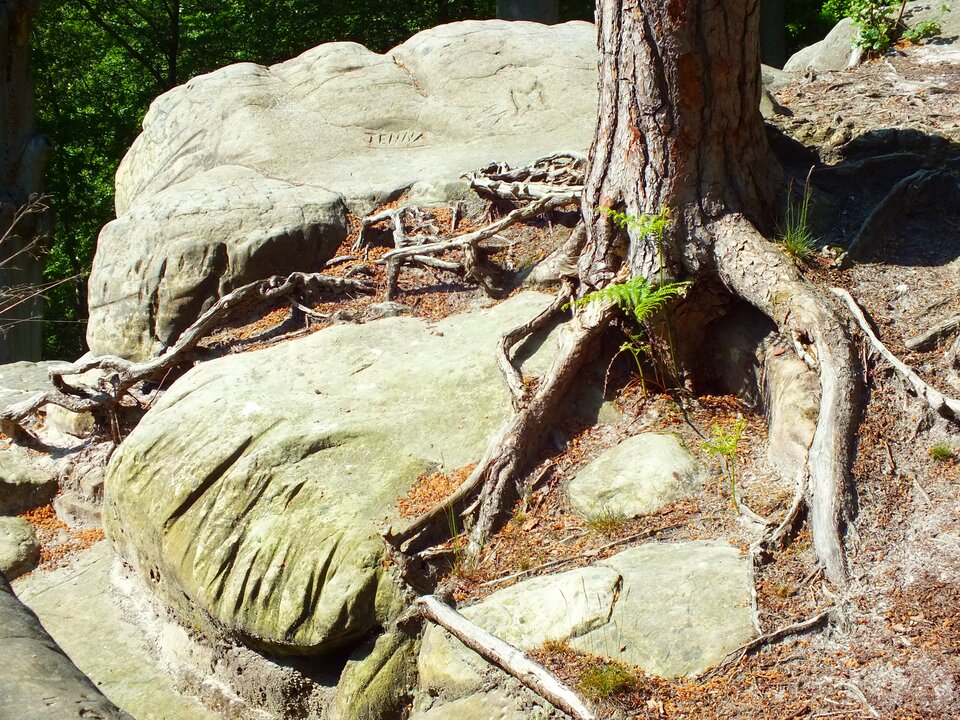 Na zdjęciu fragment pnia i korzenie drzewa rozsadzające skały na powierzchni, na której rośnie drzewo. W tle las.