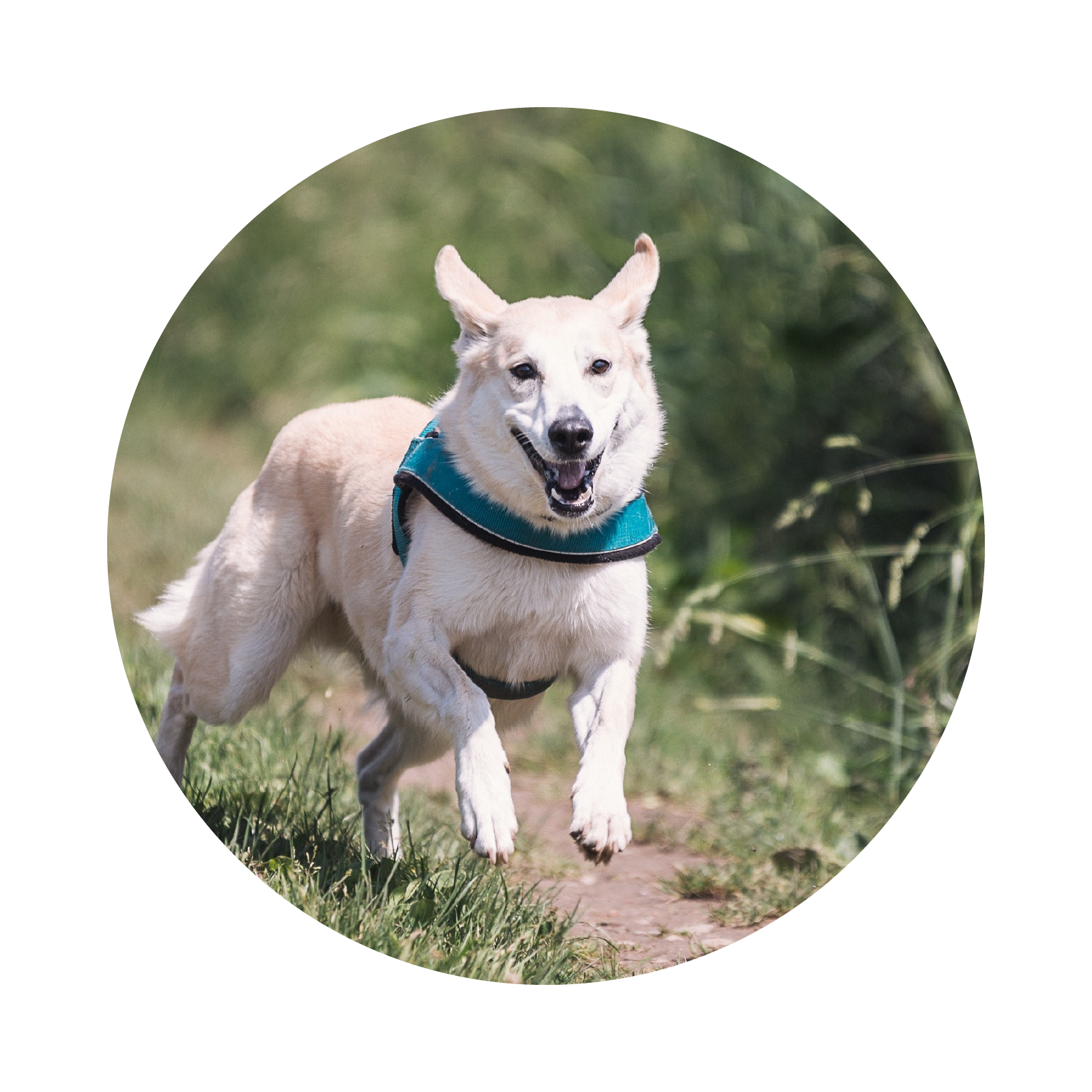 Zdjęcie przedstawia psa w biegu. Pies ma białą sierść. 