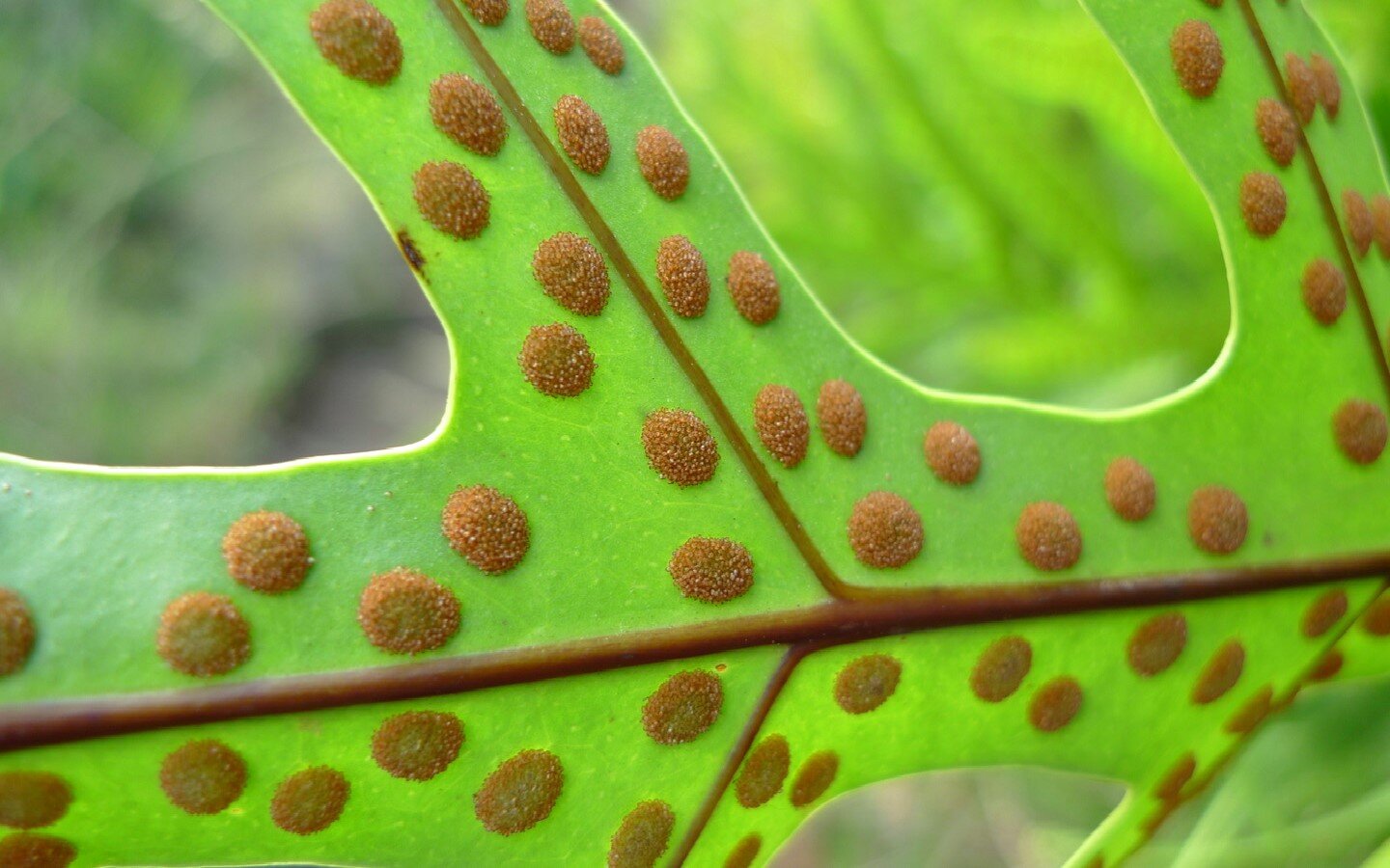 Zdjęcie liścia paproci. Na spodniej stronie blaszki liścia znajdują się brązowe koliste twory. Są to zarodnie paproci.