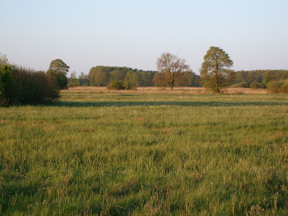 Zdjęcie przedstawia płaski teren porośnięty trawą, w oddali rosną drzewa.  