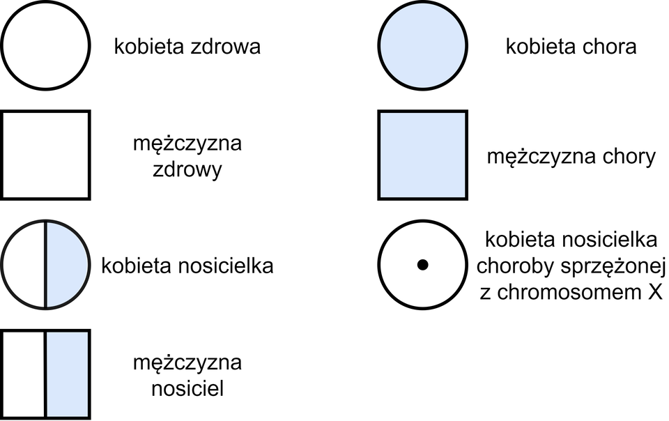 Ilustracja przedstawia symbole wykorzystywane podczas konstrukcji rodowodów informujące o płci oraz genotypach członków rodziny. Białe koło oznacza kobietę zdrową, niebieskie - chorą. Biały kwadrat oznacza zdrowego mężczyznę, niebieski - chorego. Koło w połowie białe, w połowie niebieskie oznacza kobietę nosicielkę. Kwadrat w połowie biały, w połowie niebieski oznacza mężczyznę nosiciela. Białe koło z czarną kropką w środku symbolizuje kobietę nosicielkę choroby sprzężonej z chromosomem X. 