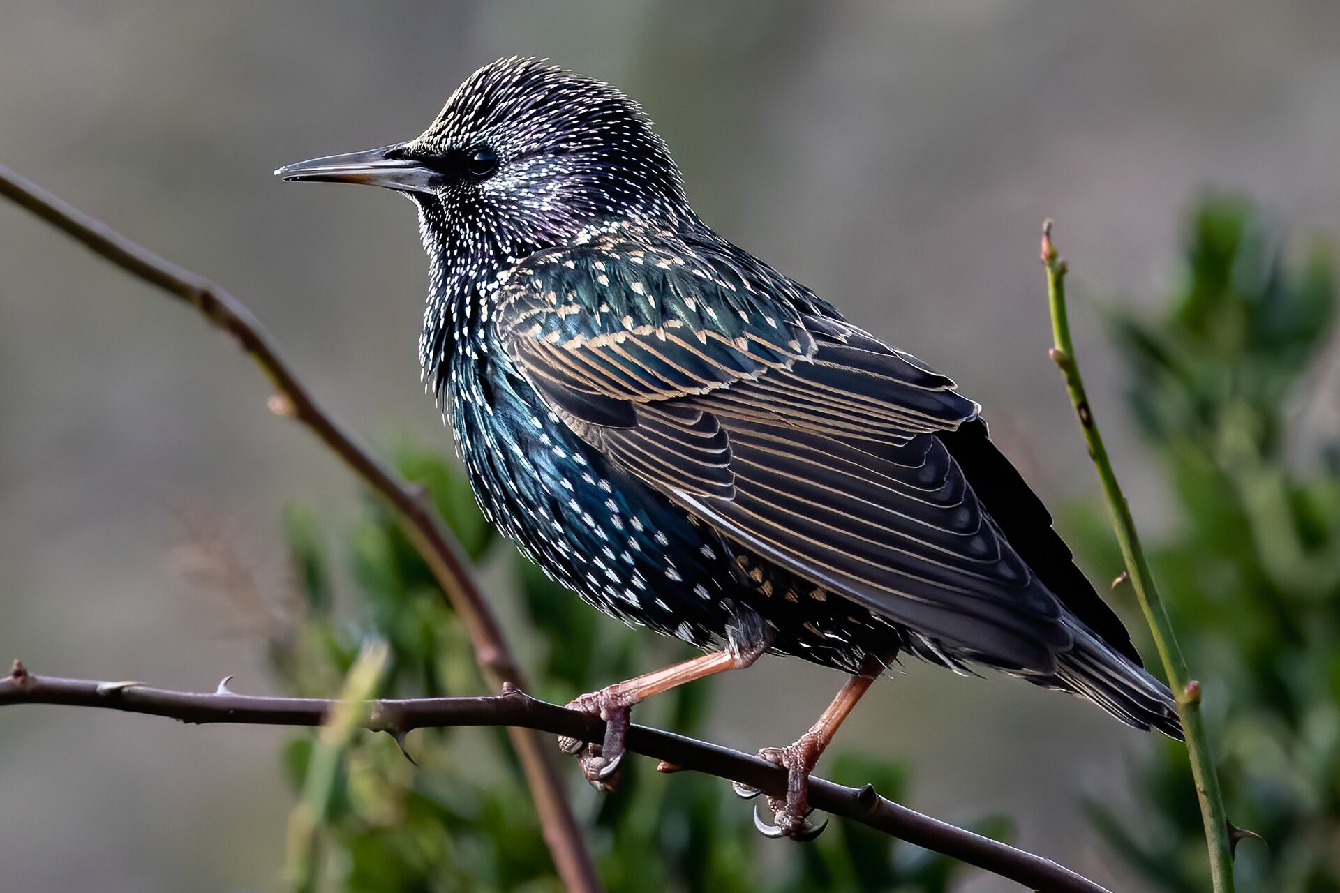 Zdjęcie małego ptaka na gałęzi. Czarny, obficie pokryty białymi plamkami i beżowymi pasmami na skrzydłach.