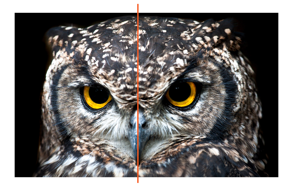 Ilustracja przedstawia sowę. Pomiędzy jej oczami oraz przez środek dziobu przechodzi oś symetrii. Dzieli ona głowę zwierzęcia na dwie równe części. 