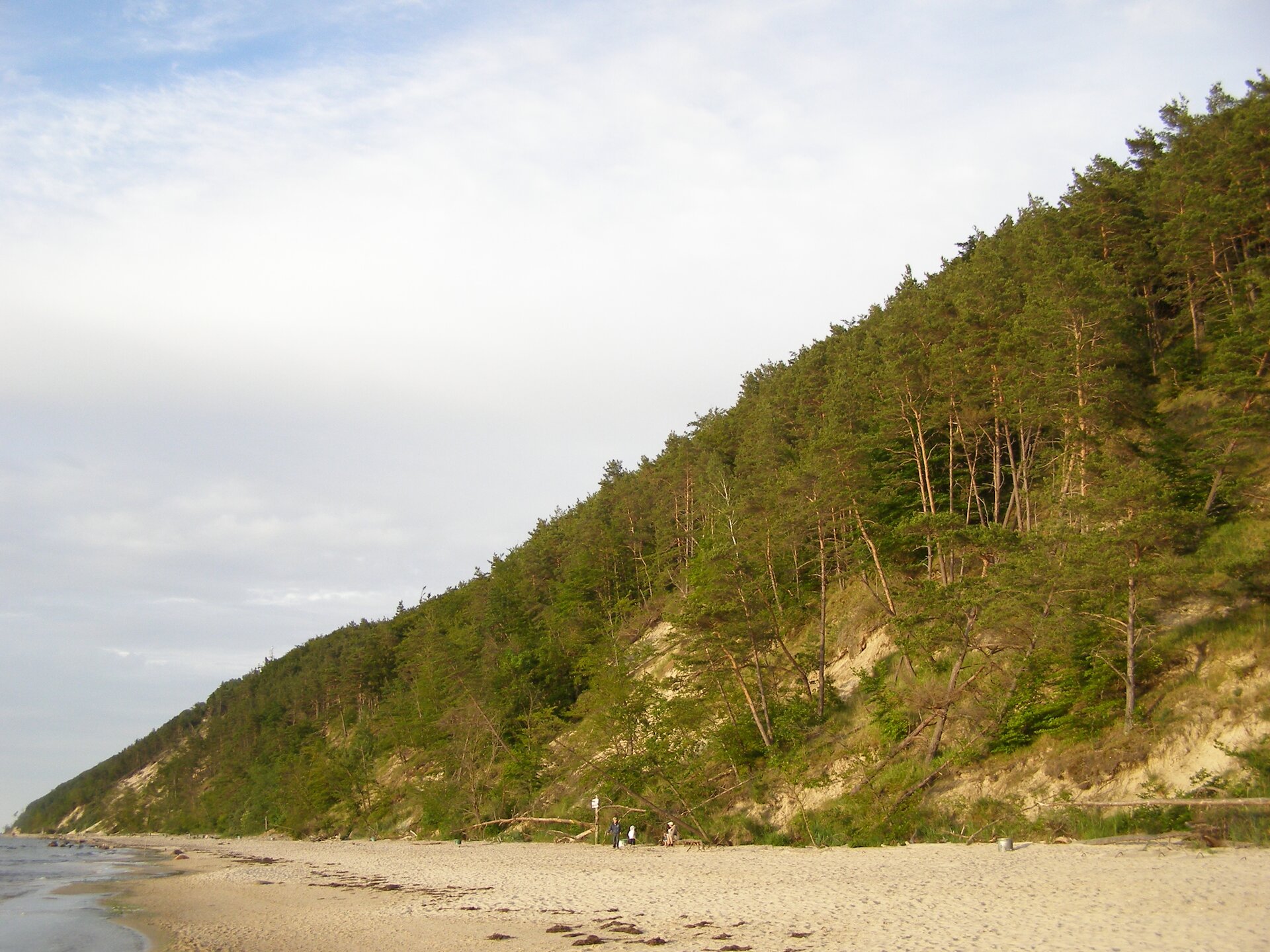Zdjęcie przedstawia wysoki i stromy klif, znajdujący się nad Bałtykiem. Klif porośnięty jest sosnami oraz inną roślinnością.