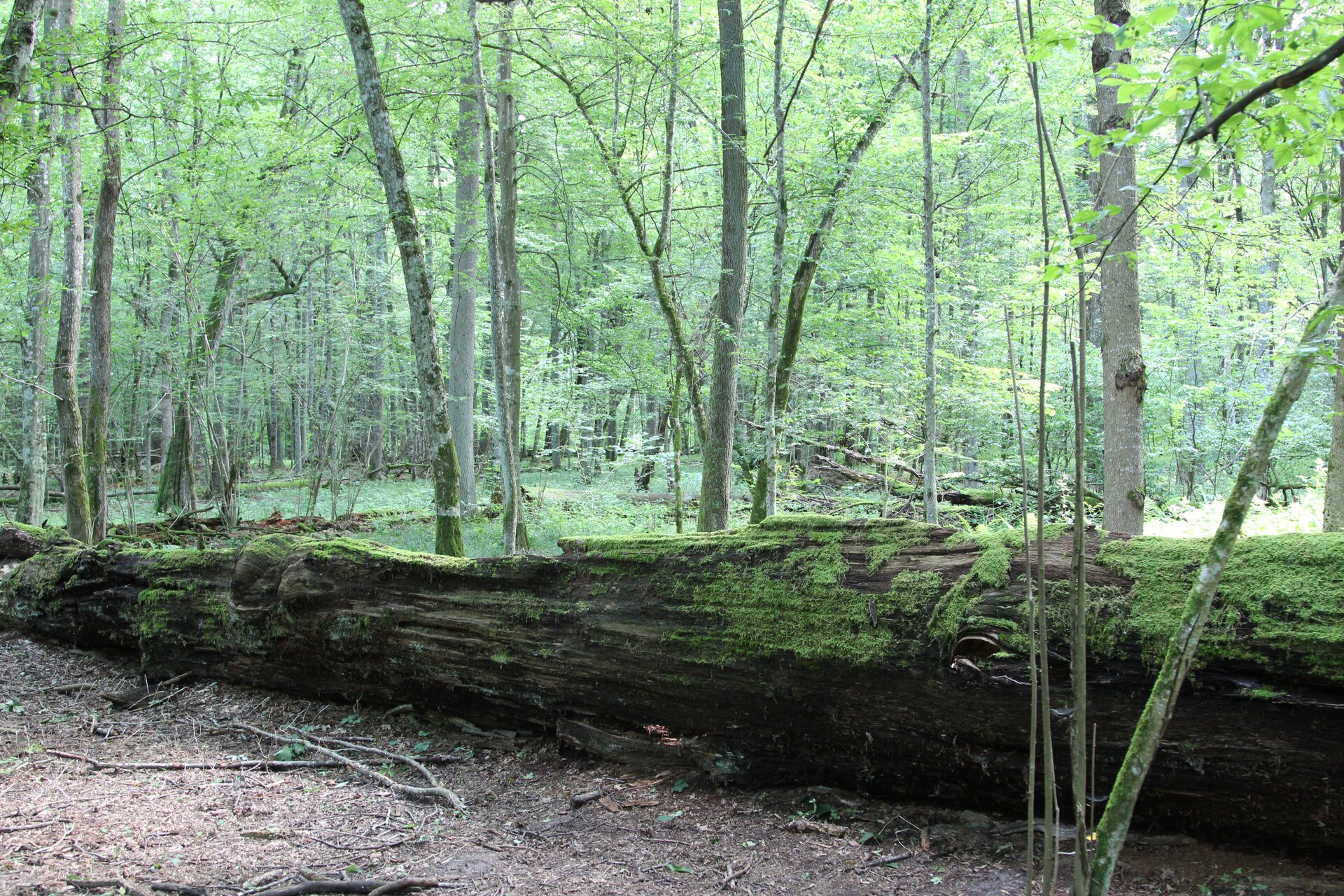 Fotografia przedstawiająca ogromny, powalony pień dębu w lesie. Ma około metra średnicy i długość kilkunastu metrów. Bardzo zniszczony, zaczyna się rozpadać. W większości pokryty mchem. Dookoła drzewa.