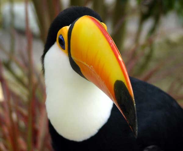 Zdjęcie przedstawia głowę tukana. Ma duży, żółty dziób, który ma czerwony pasek w górnej części i czarne zakończenie. Ptak jest czarny, ma białe upierzenie szyi.
