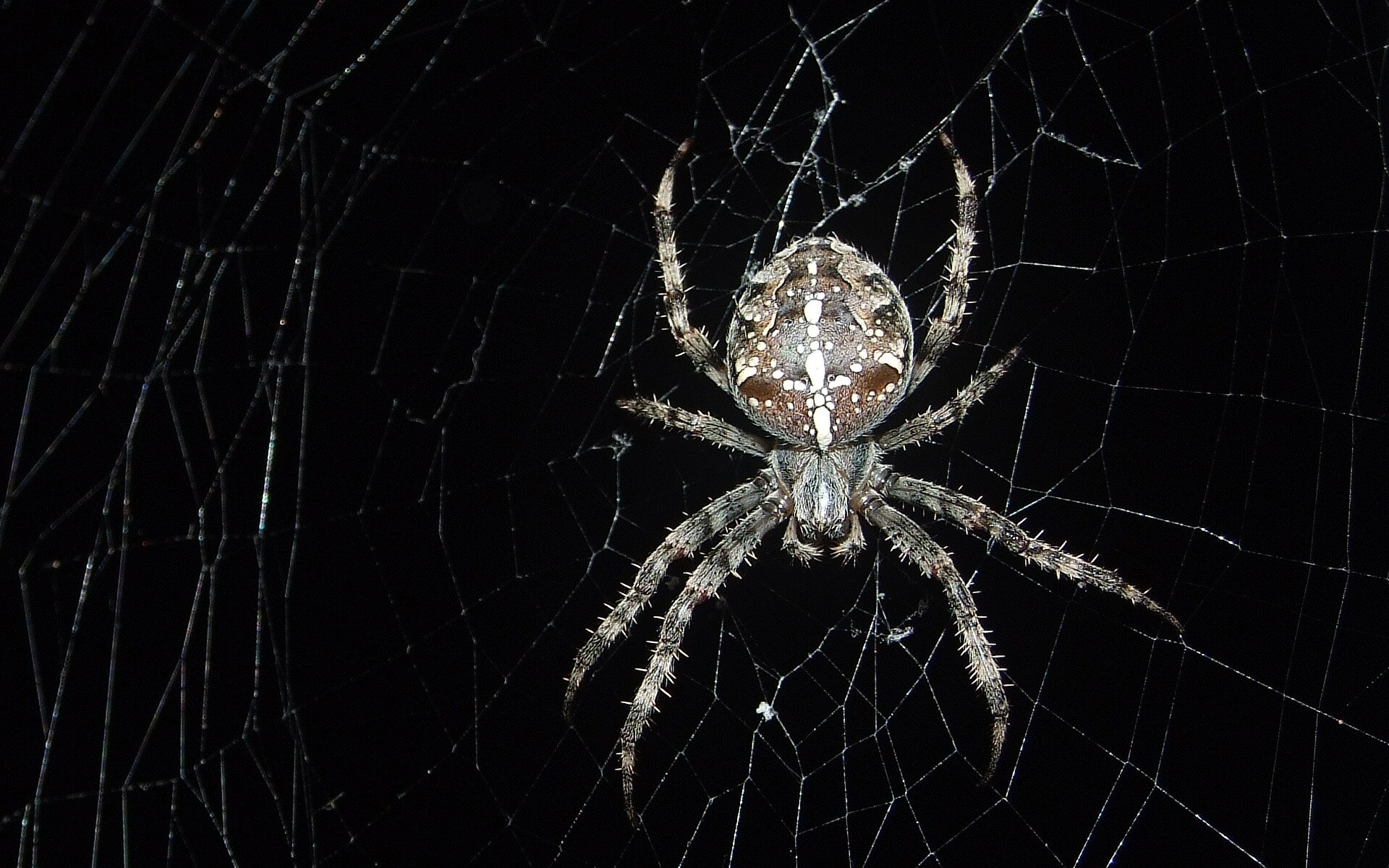 Kliknij, aby powiększyć. Fotografia przedstawia pająka krzyżaka znajdującego się na utkanej przez siebie pajęczej sieci na czarnym tle. Został ujęty z bliskiej odległości. Ma małą głowę oraz duży, okrągły tułów kształtem przypominający koło. Pająk ma na odwłoku różne plamki: przez środek ciągną się białe duże plamki, po lewej i prawej stronie z przodu brązowe, po bokach beżowe. Pająk ma 8 nóg, pokrytych włoskami, po cztery po obu stronach. Trzecia para odnóży, które znajdują się za głową są najkrótsze. Odnóża nie mają jednolitego koloru, są beżowo‑niebiesko‑biało‑czarne. Na odnóżach znajdują się liczne malutkie włoski. Pająk siedzi na cienkiej, błyszczącej pajęczynie.