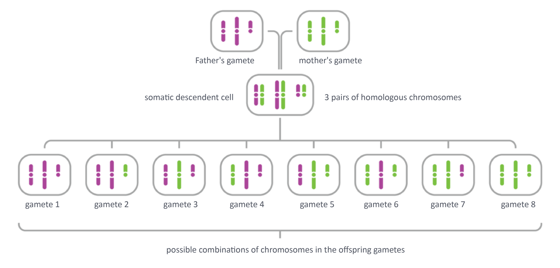 Ilustracja przedstawia schematycznie sposób losowego rozchodzenia się różnych chromosomów do gamet. U góry dwie gamety: ojca i matki. Każda ma po 3 chromosomy: długi, średni i krótki. U ojca oznaczone kolorem fioletowym, u matki zielonym. Z połączenia gamet postaje potomek, który ma 3 pary chromosomów. Po mejozie jego gamety mogą mieć 8 różnych zestawów chromosomów. 2 gamety maja takie same zestawy, jak rodzice. W innych chromosomy są losowo pomieszane. Na przykład długi i średni od ojca, krótki od matki. Albo długi ojca, średni i krótki matki. Na ilustracji zamieszczono napisy: Father's gamete, mother's gamete, somatic descendent cell, 3 pairs of homologous , chromosomes,
gamete 1,
possible, combinations of chromosomes in the offspring gametes