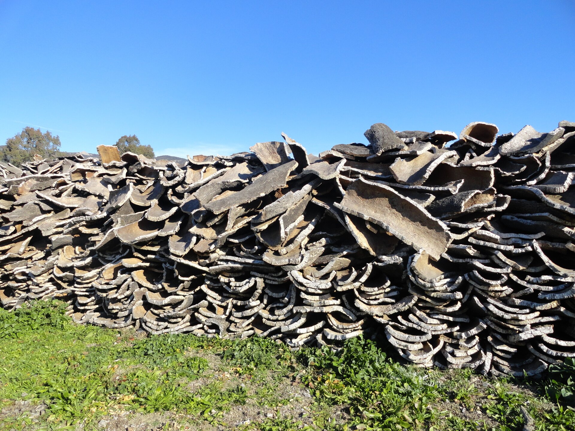 Fotografia przedstawia stertę płatów kory dębów korkowych.