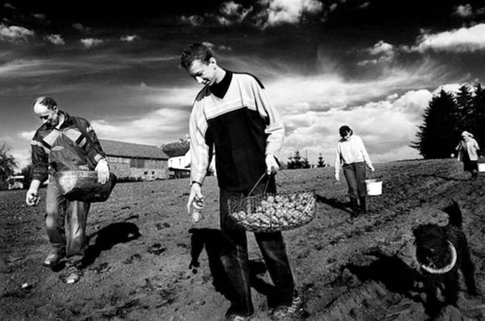 Zdjęcie przedstawia cztery osoby idące zaoranym polem z koszykami ziemniaków. Na pierwszym planie młody mężczyzna z wyciągniętą ręką, za nim starszy człowiek, a dalej dwie kobiety. Wszyscy sadzą ziemniaki. Daleko w tle stoją wiejskie zabudowania, za polem zaczyna się las. 