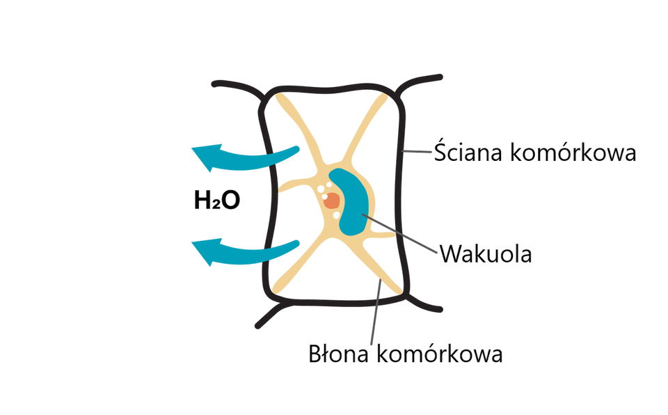 Ilustracja przedstawia komórkę roślinną umieszczoną w roztworze hipertonicznym, w którym stężenie substancji na zewnątrz komórki jest większe niż wewnątrz komórki. Widać na niej komórkę zbliżoną kształtem do prostokąta. Wewnątrz niej widoczne są żółte linie, niewielkie, niebieskie pole sąsiadujące z większym, pomarańczowym punktem i trzema małymi, białymi punktami. Ze środka prostokąta na zewnątrz prowadzą dwie niebieskie strzałki z napisem H indeks dolny 2 O.