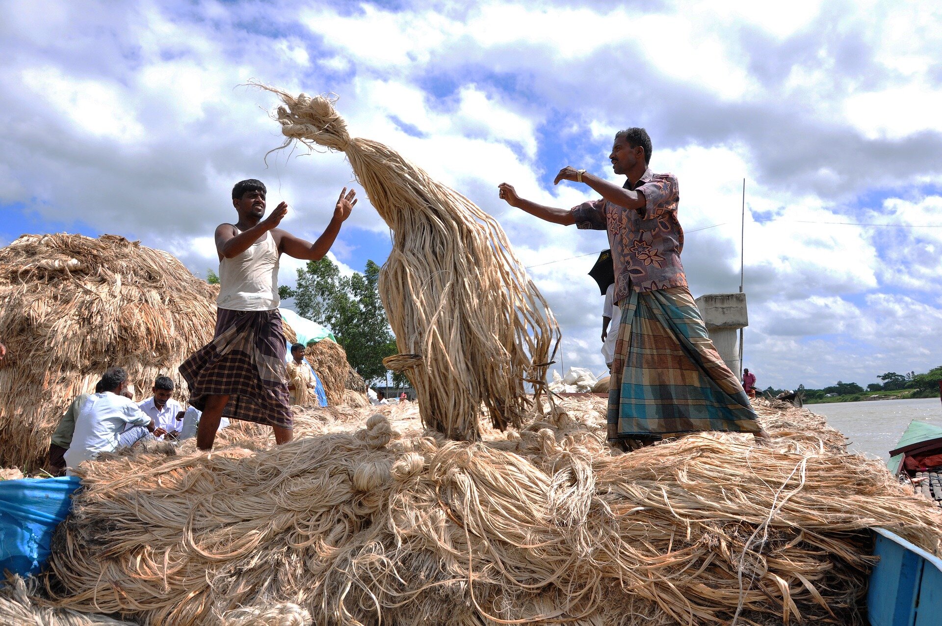 Zdjęcie przedstawia mężczyzn pracujących przy jutowych sznurkach. Mają postać długich włókien, przypominających trawę. Na pierwszym planie dwóch mężczyzn stoi na stosie jutowych włókien, podają sobie związane włókna. Mężczyźni mają ciemną karnację. Ubrani są w koszulki. Zamiast spodni mają materiał przepasany na biodrach przypominający spódnice. W tle jest zbiornik wodny.  