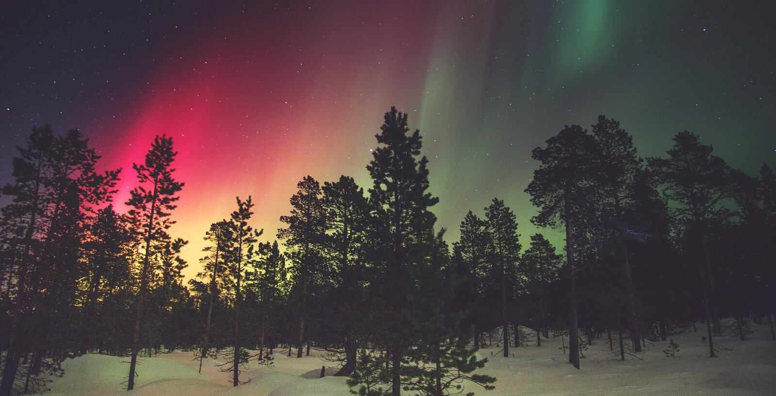 Zdjęcie przedstawia krajobraz leśny zimą. Wysokie, iglaste drzewa, mimo zmroku są dobrze widoczne. Ich czarne pnie wyróżniają się na tle leżącego na ziemi śniegu. Tłem dla koron drzew jest niebo usiane gwiazdami i rozświetlone grą barw, tańczącymi rozbłyskami świetlnymi zjawiska atmosferycznego, jakim jest zorza polarna.