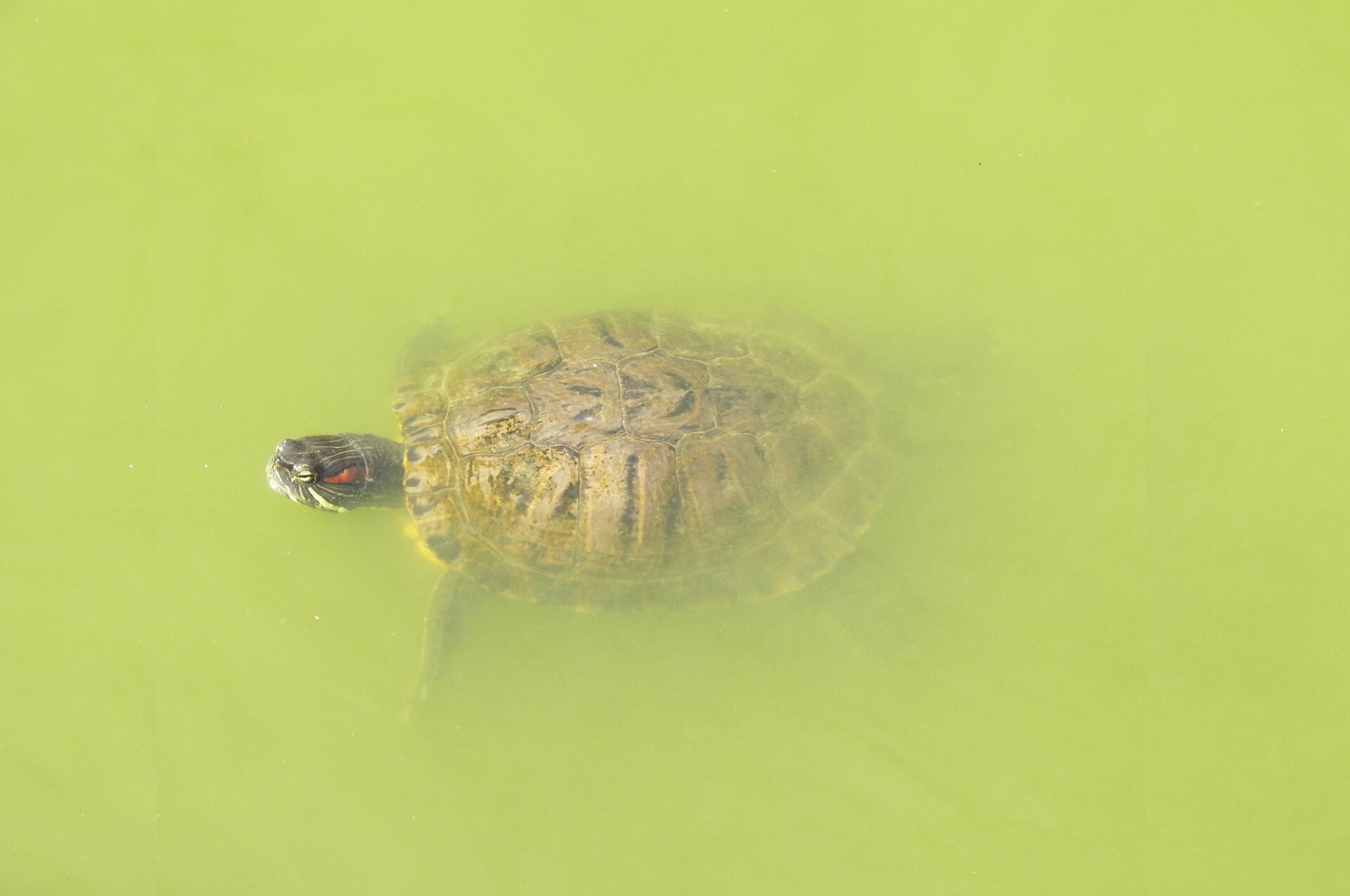 Zdjęcie przedstawia pływającego żółwia w zielonkawej, mętnej wodzie żółw. Zostało zrobione z góry. Widać skorupę żółwia i głowę, z czerwoną plamką za okiem. Nad powierzchnię wody wystaje tylko fragment jego głowy. Łapki i skorupa są zanurzone w wodzie.