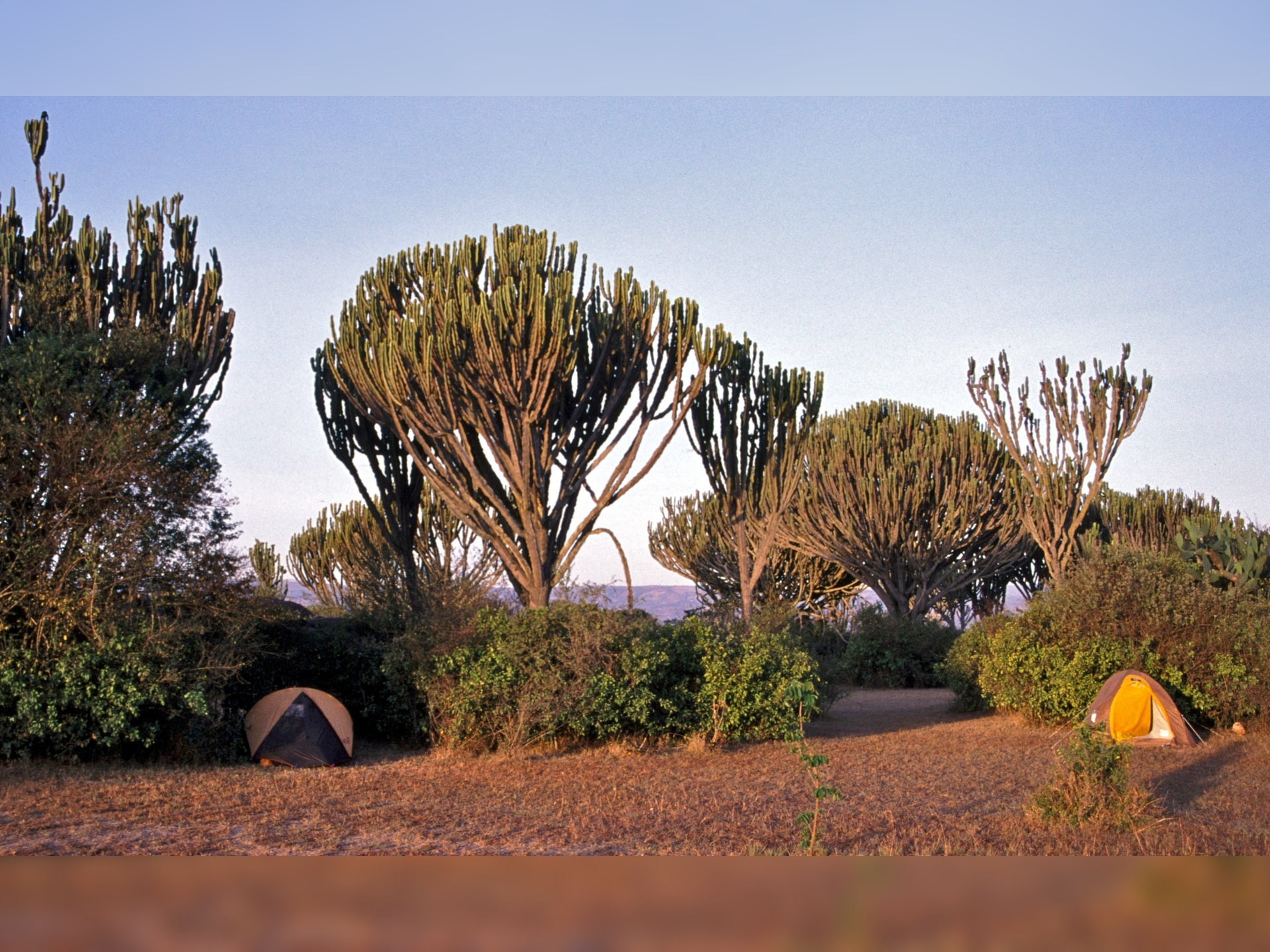 Fotografia prezentuje wilczomlecz kandelabrowy, osadzony na wysokiej łodydze rozgałęziający się sukulent, przypominający wyglądem drzewo. Pod drzewami rozstawione dwa namioty. Na pierwszym planie woda. 