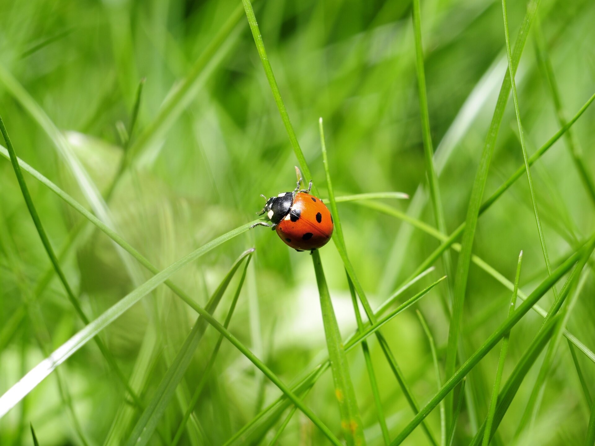 Fotografia barwna przedstawiająca biedronkę siedzącą na trawie.
