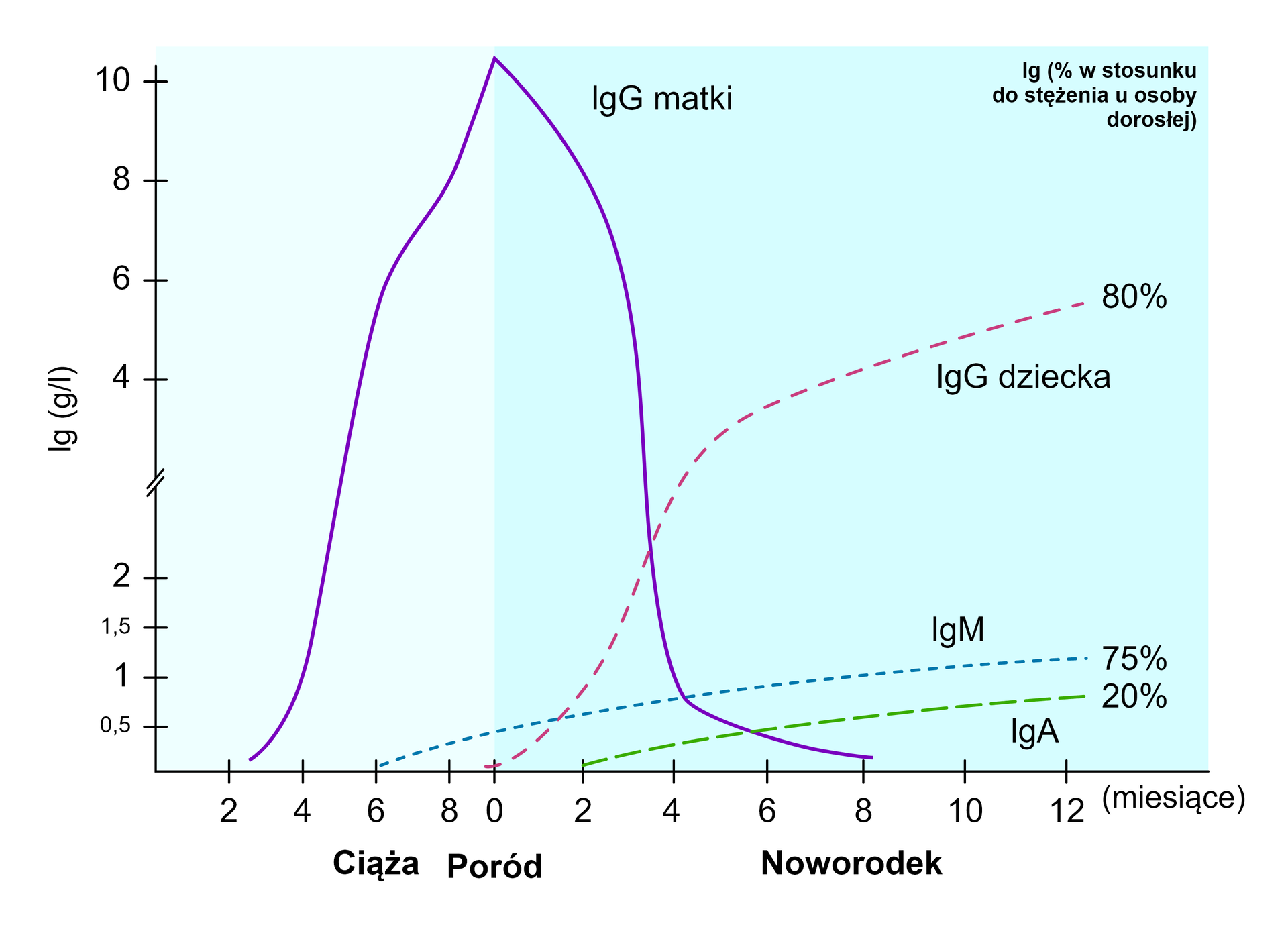 Wykres prezentuje zawartość procentową poszczególnych klas przeciwciał u matki oraz płodu w trakcie ciąży, porodu i po narodzinach. Na osi Y oznaczony jest poziom przeciwciał w gramach na litr, natomiast na osi X oznaczone są miesiące. Dziewięć miesięcy od momentu rozpoczęcia ciąży do porodu oraz dwanaście miesięcy od chwili porodu. Od około drugiego miesiąca ciąży ilość IgG w organizmie matki stale rośnie, do poziomu 10 g/l w momencie porodu. Od momentu porodu do około ósmego miesiąca po nim zaczyna on spadać, aż do poziomu poniżej 0,5 g/l. Natomiast u dziecka, poziom IgG rośnie od momentu jego przyjścia na świat do 12 miesiąca życia, dochodząc do poziomu około 6 g/l, odpowiadającemu 80% stężenia u osoby dorosłej. Ponadto od 6 miesiąca ciąży w ciele dziecka można wykryć IgM, które w 12 miesiącu jego życia osiąga poziom około 1 g/l odpowiadający 75% stężenia u osoby dorosłej. Od 2 miesiąca życia dziecka w organizmie dziecka pojawiają się IgA, które w momencie skończenia przez nie pierwszego roku życia dochodzą do stężenia około 0,75 g/l, odpowiadającego 20% stężenia u osoby dorosłej. 