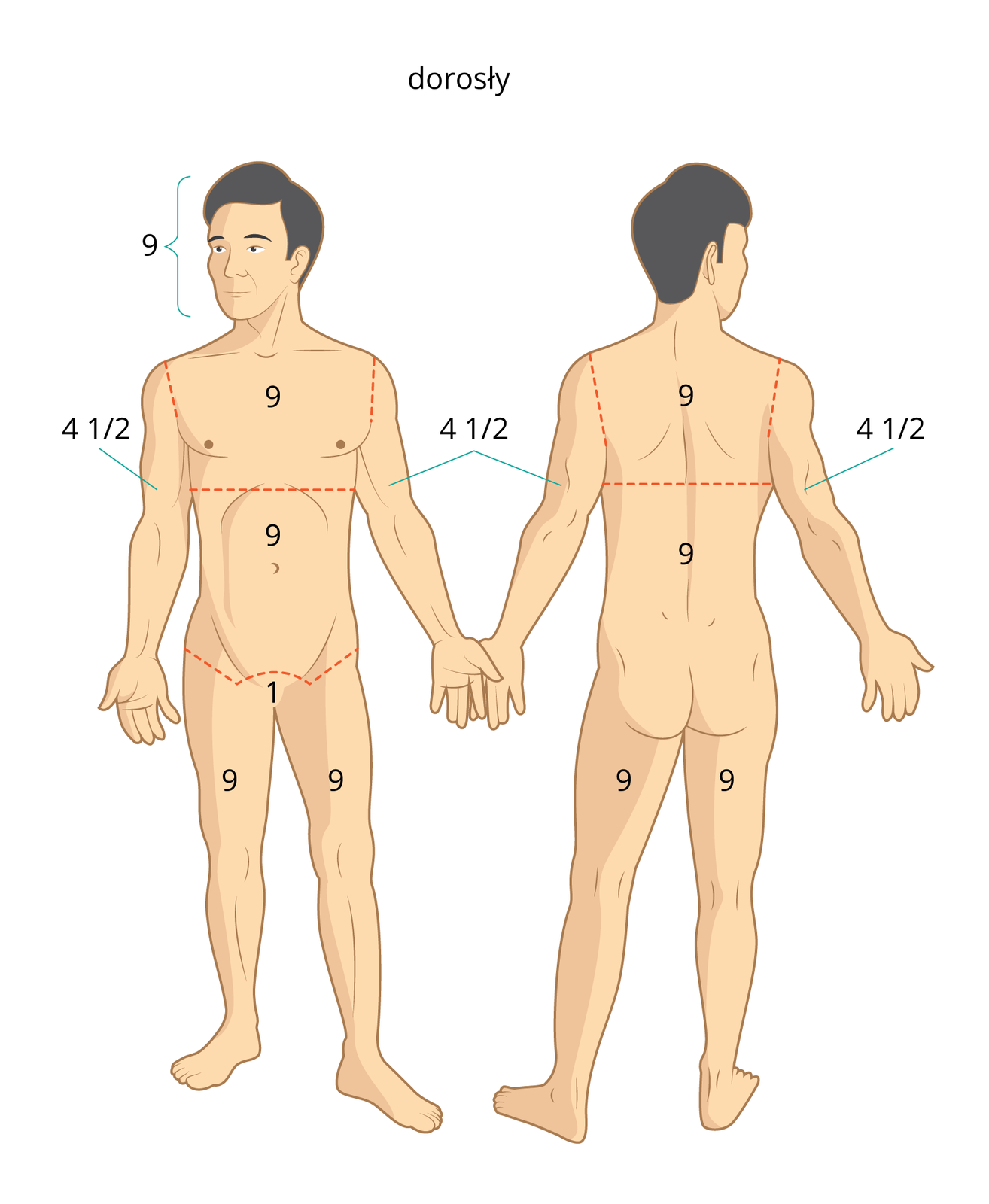 Galeria nr 2 składa się z dwóch prostokątnych ilustracji ułożonych obok siebie. Na każdej ilustracji znajduje się stojący mężczyzna bez ubrania. Ilustracja 1, po lewej, mężczyzna zwrócony przodem do obserwatora. Po prawej, ten sam mężczyzna stojący plecami do obserwatora. Liczba 9 jest umieszczona na: głowie, klatce piersiowej, brzuchu, udach, łopatkach i plecach. Liczba 1 umieszczona jest w kroczu. Liczba 4 ½ powyżej łokci.