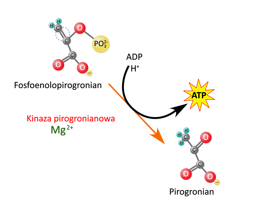 Ilustracja przedstawiająca schemat reakcji katalizowanej przez kinazę pirogronianową. Wzór fosfoenolopirogronianu, strzałka w prawo, nad strzałką zapis: A D P plus proton powstaje A T P, pod strzałką zapis kinaza pirogronianowa i M g indeks górny, dwa, plus, koniec indeksu górnego. Za strzałką produkt reakcji, pirogronian o strukturze grupa C H indeks dolny, trzy, koniec indeksu dolnego związana z atomem węgla połączonym za pomocą wiązania podwójnego z atomem tlenu oraz z grupą C O O indeks górny, minus, koniec indeksu górnego. 