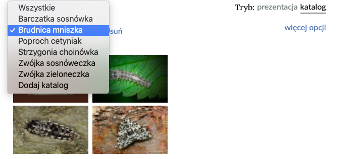 Grafika przedstawia wybór katalogu z menu. Zdjęcie przedstawia w górnym, lewym rogu menu z nazwami gatunków: barczarka sosnówka, brudnica mniszka (zaznaczona), paproch cetyniak, strzygonia choinówka, zwójka sosnóweczka, zwójka zieloneczka. Pod katalogiem znajdują się cztery zdjęcia owadów w różnych fazach rozwoju. W prawym, górnym rogu widnieje tryb: prezentacja i katalog (podkreślony). Poniżej podlinkowanie "więcej opcji".