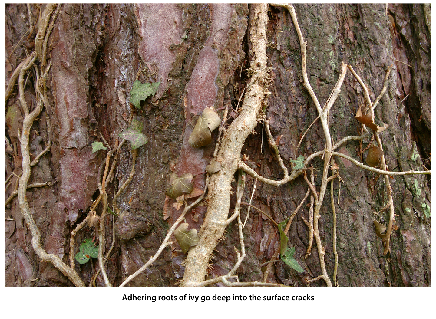 Fotografia przedstawia zbliżenie pędu bluszczu na pniu drzewa. Żeby móc się wspinać, korzenie czepne bluszczu wrastają w szczeliny podłoża. Fotografia jest podpisana:
Adhering roots of ivy go deep into the surface cracks