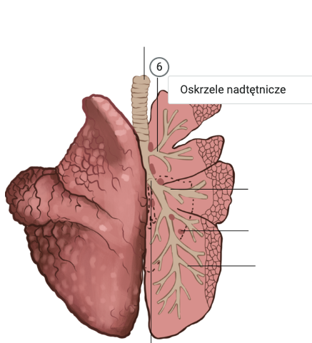 Grafika przedstawia zbliżenie na ilustrację znajdującą się w atlasie anatomicznym. Jest to grafika przedstawiająca płuca krowy. Od jednego z elementów odchodzi wskaźnik zakończony cyfrą sześć. Obok cyfry umieszczono prostokąt z nazwą wskazanego elementu budowy płuc krowy.