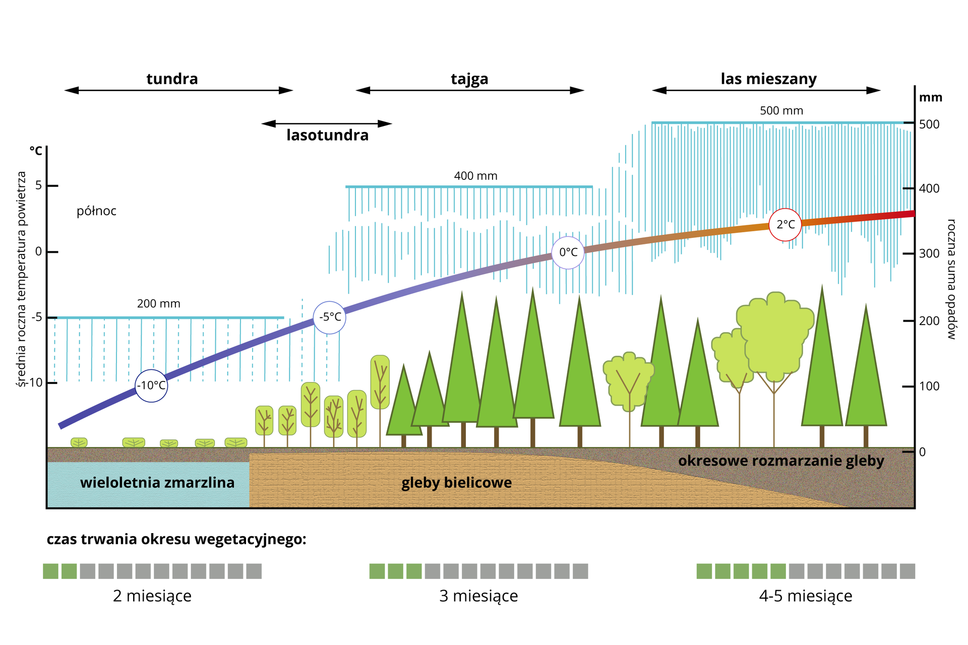 Na ilustracji przedstawiono wpływ klimatu na roślinność strefy umiarkowanej. Wyszczególniono tundrę, lasotundrę, tajgę i las mieszany. Tundra: średnia roczna temperatura powietrza od minus 5 do minus 10 stopni Celsjusza, roczna suma opadów 200 milimetrów, czas trwania okresu wegetacyjnego 2 miesiące. Bardzo niska roślinność. Wieloletnia zmarzlina. Lasotundra: temperatura około minus 5 stopni Celsjusza, opady od 200 do 400 milimetrów, czas trwania okresu wegetacyjnego 3 miesiące. To strefa przejściowa między bezdrzewną tundrą i tajgą, w której zbiorowiska roślinne typowe dla obu tych stref przenikają się wzajemnie. W jej obrębie lasotundry przebiega granica drzew. Tajga: temperatura od minus 5 do zera stopni Celsjusza, opady 400 milimetrów, okres wegetacji: 3 miesiące, roślinność: drzewa liściaste i iglaste. Las mieszany: temperatura od zera do 2 stopni Celsjusza, opady 500 milimetrów, czas trwania okresu wegetacyjnego od 4 do 5 miesięcy. Drzewa liściaste i iglaste. Okresowe zamarzanie gleby.