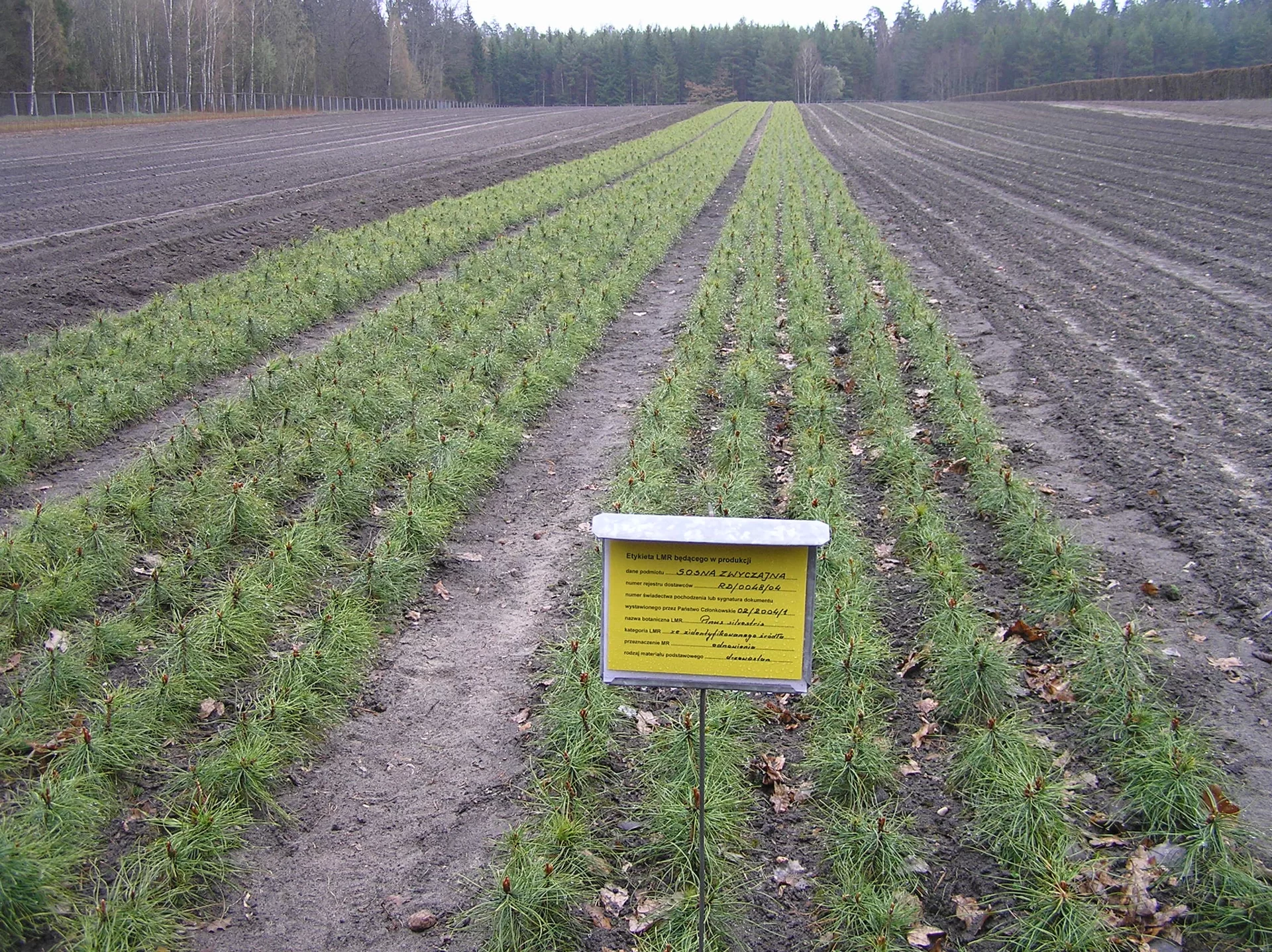 Mikoryza pośrednia tworzy się pomiędzy sadzonkami sosny (Pinus) i modrzewia (Larix), rzadziej świerka (Picea), w szkółkach leśnych oraz w uprawach tych drzew na glebach zdegradowanych.